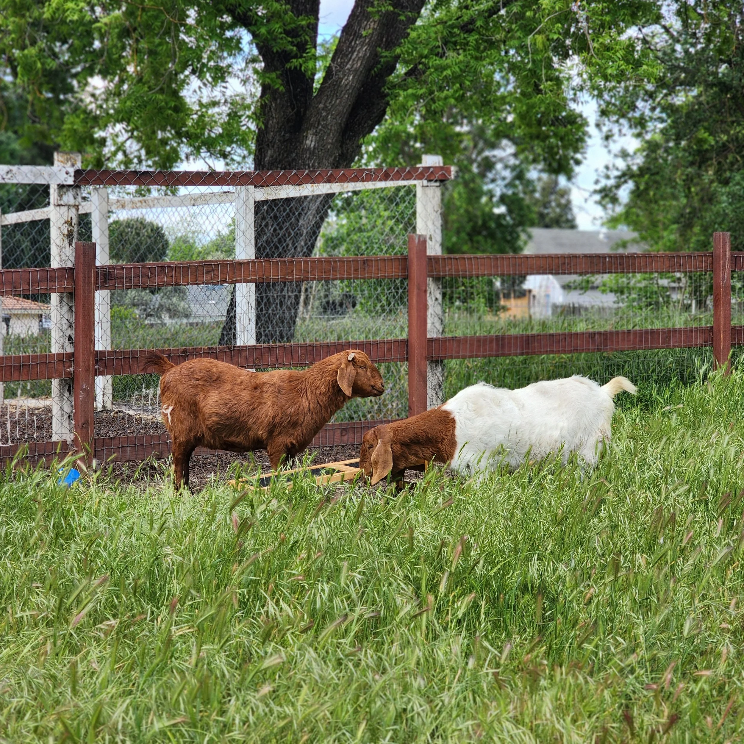 Farm Boots, Fresh Eggs, and Real Responsibility at Roseville Ranch Montessori