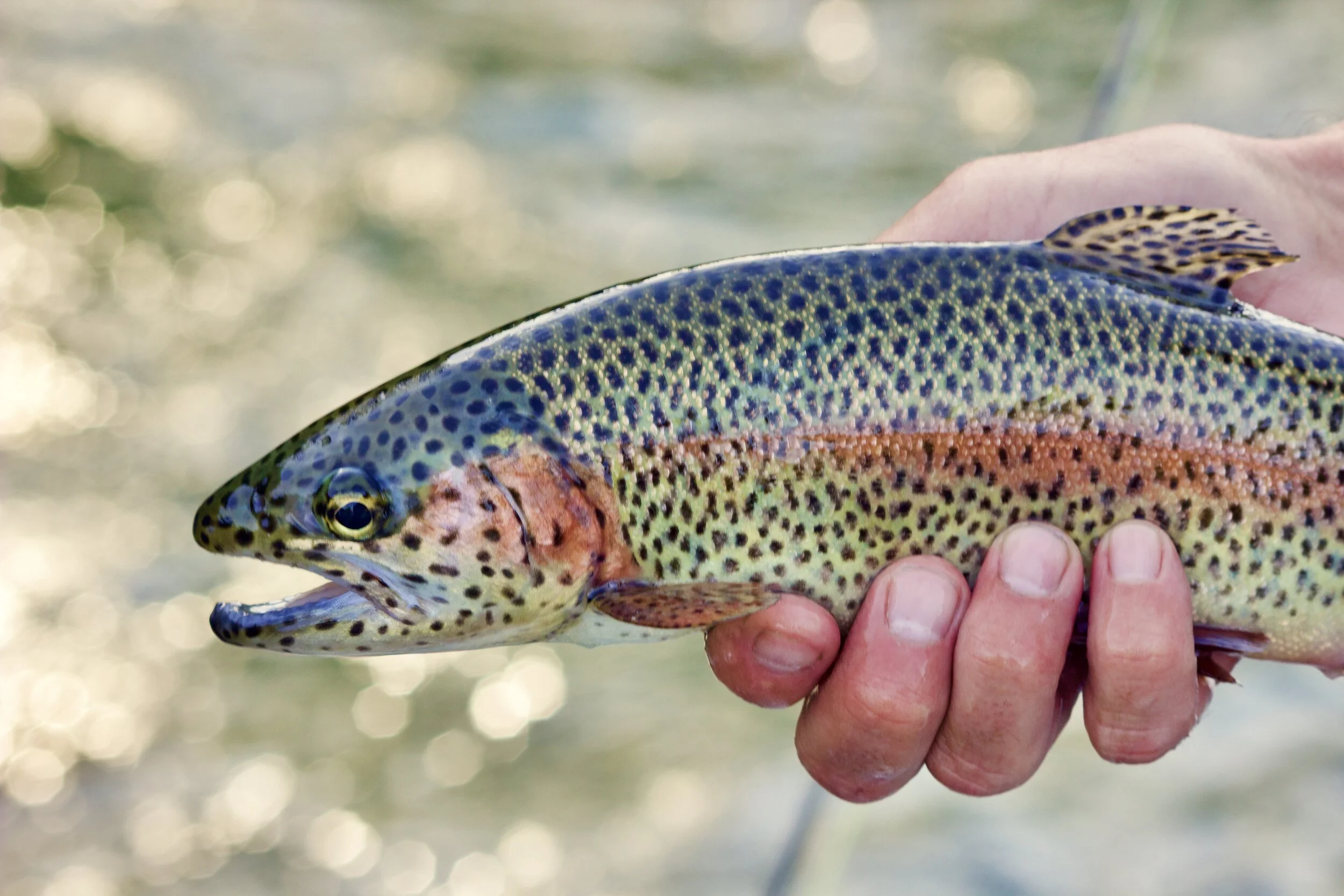 A mature wild rainbow trout from the Toccoa River in Blue Ridge, Ga.