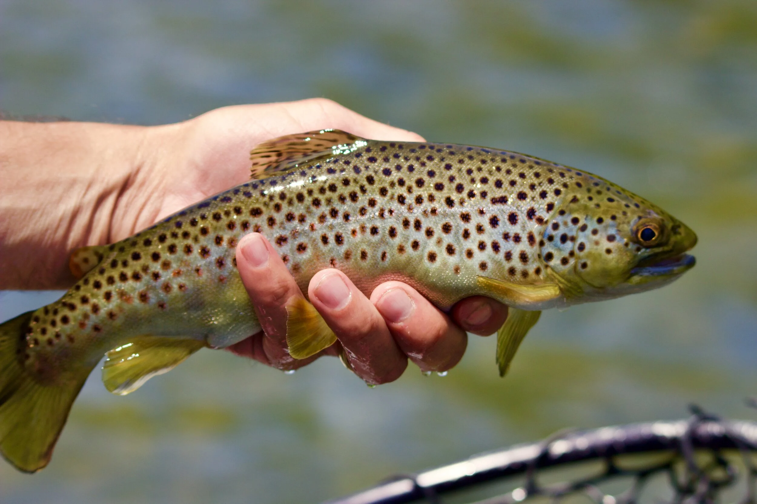 The first brown trout I have ever netted and it was a gorgeous fish!