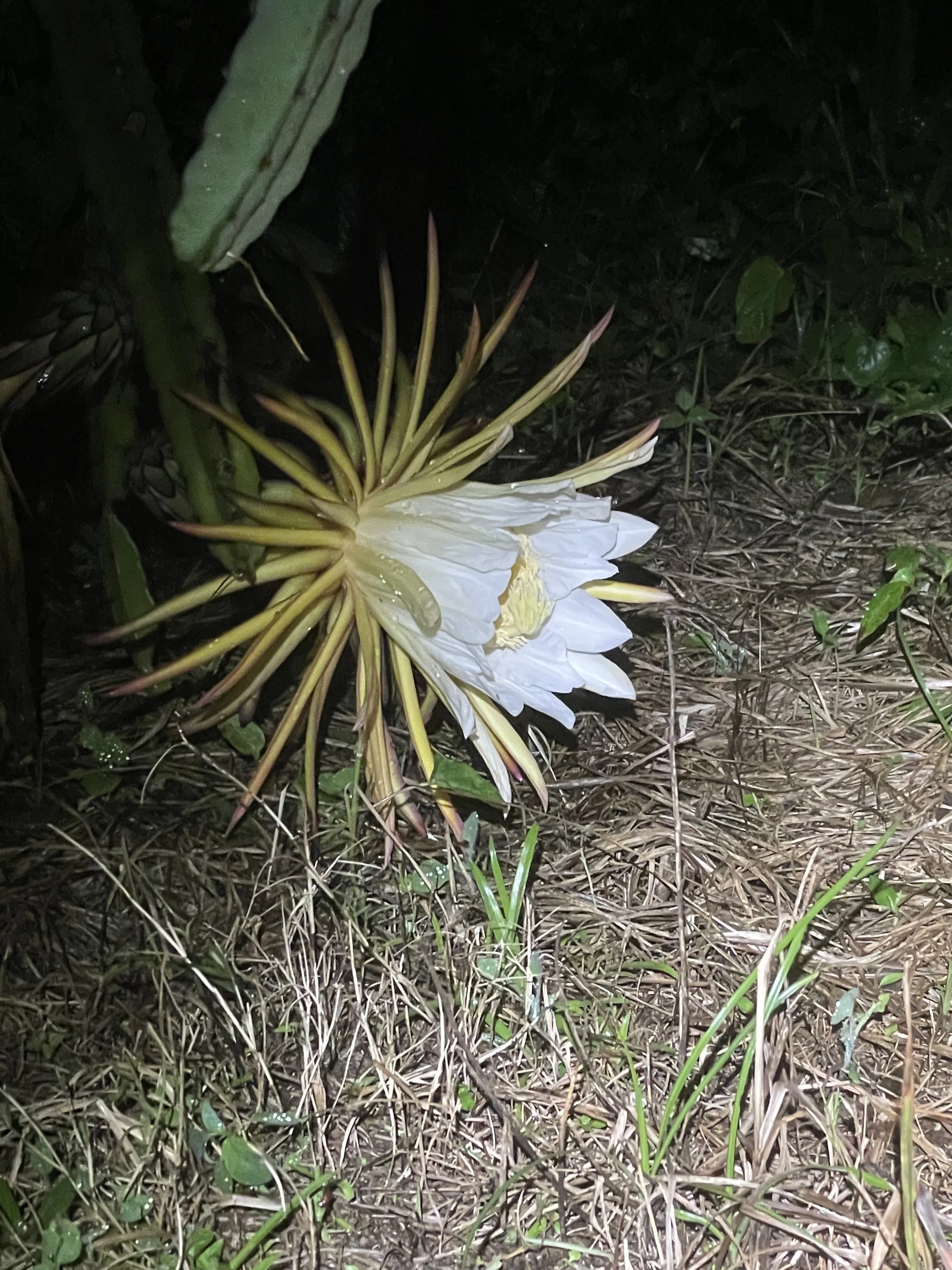 IMG_3053.jpeg