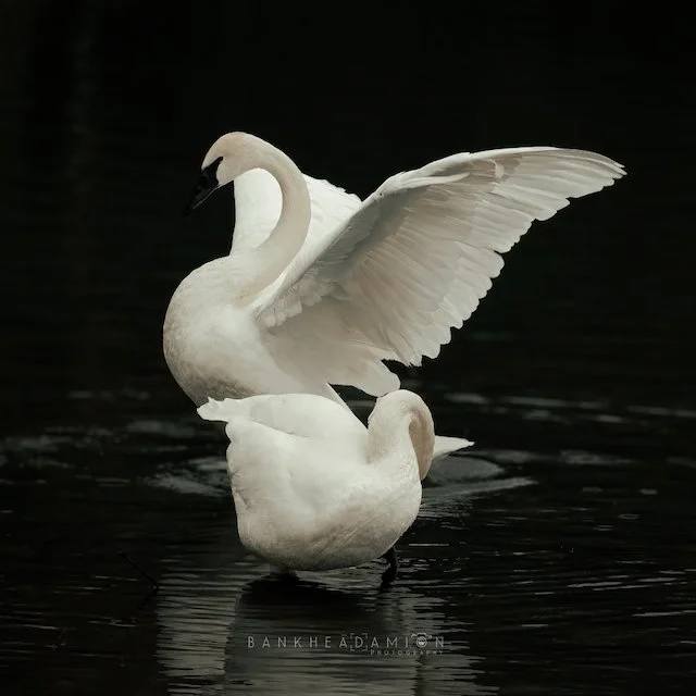 IMG_1788-Edit-Edit.jpeg