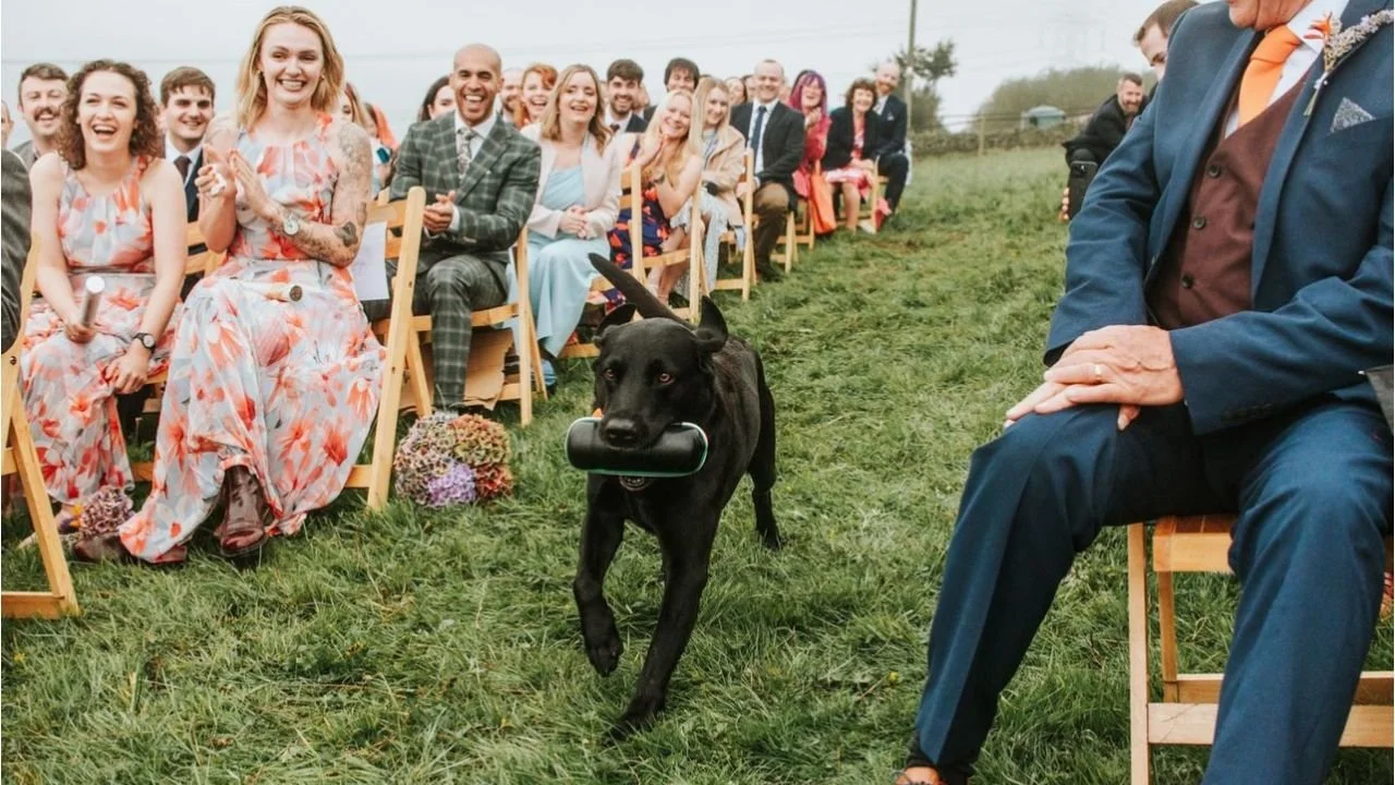 Dog ring bearer at festival style wedding ceremony in Sheffield