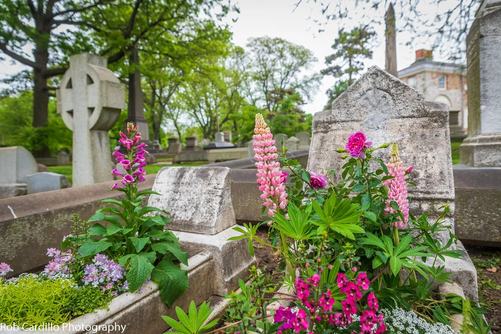 Lupin grave.jpg