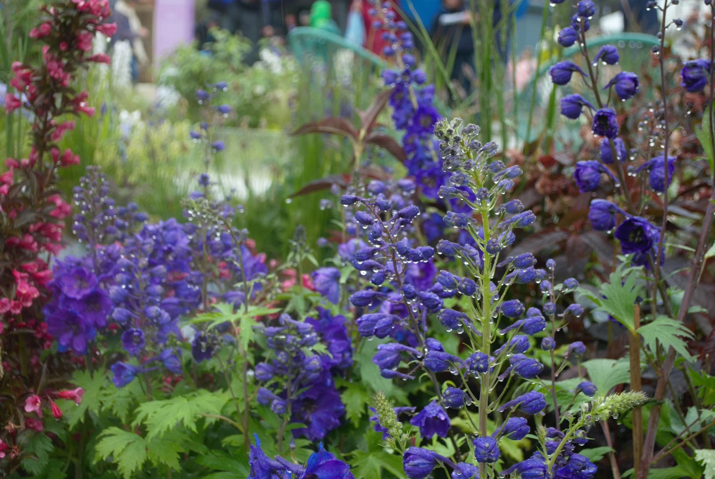 Delphiniums and wigelea.jpg
