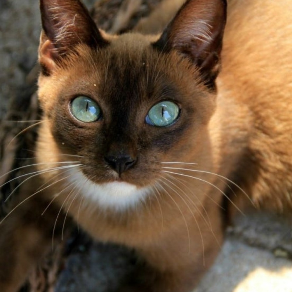 Funeral Poem for a Cat Lover — David Willis, Sheffield Celebrant