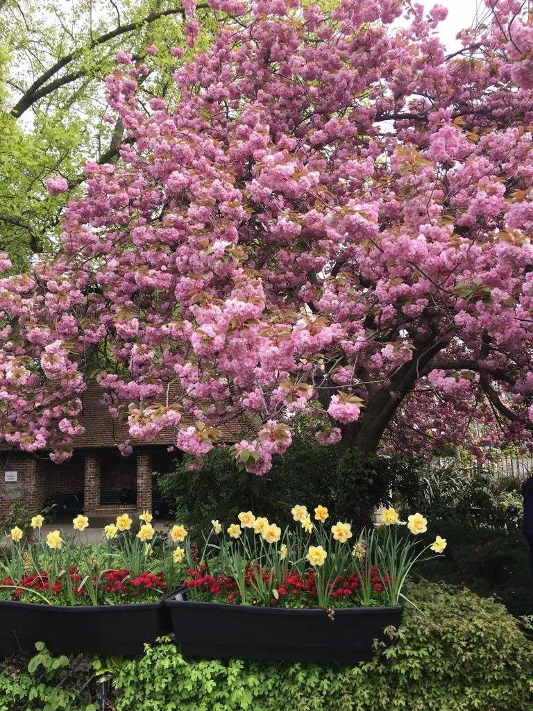 Spring blossoms at Violet Hill Gardens opposite Violet Hill Studios
