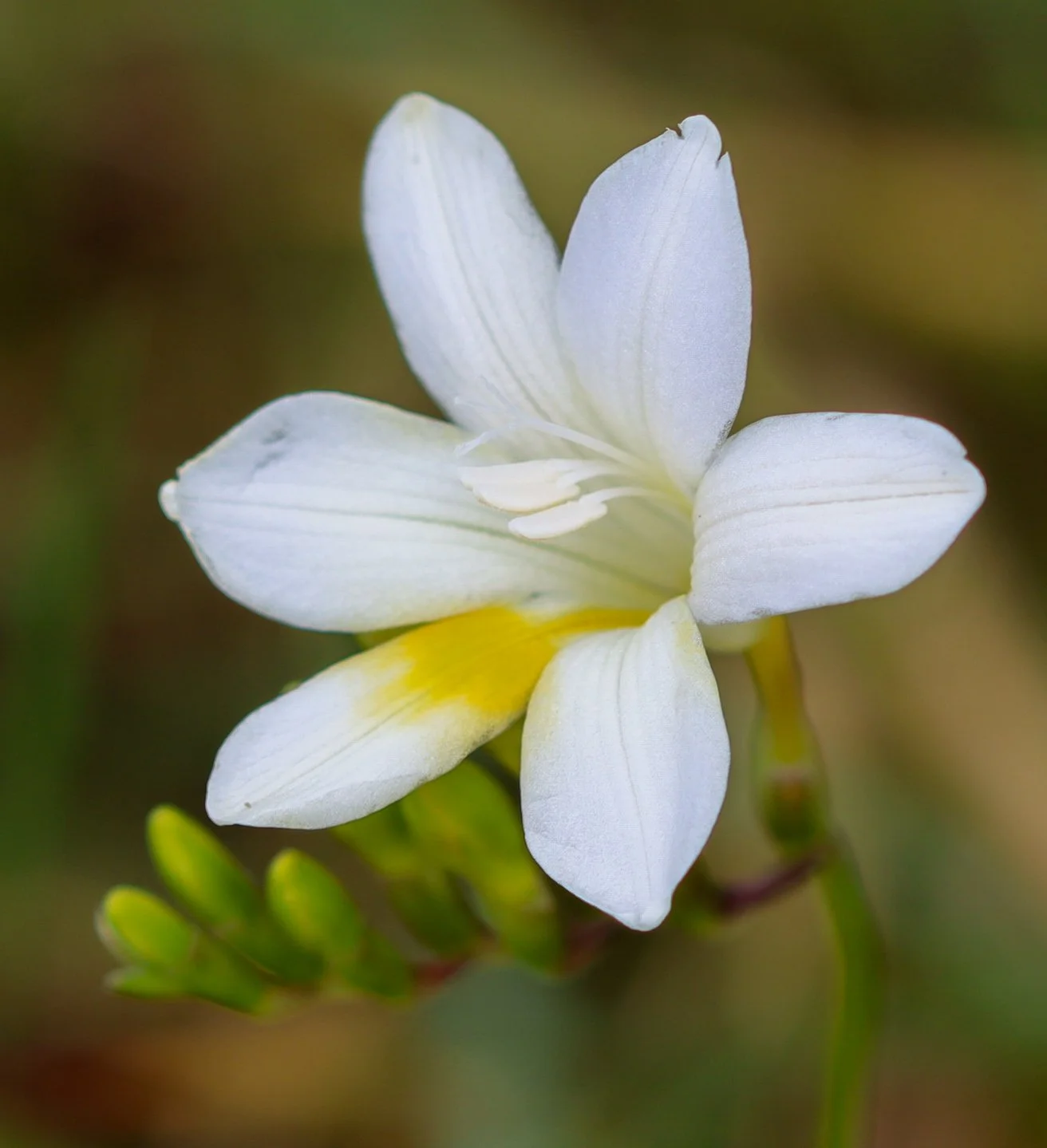 The Power and Weight of Connection