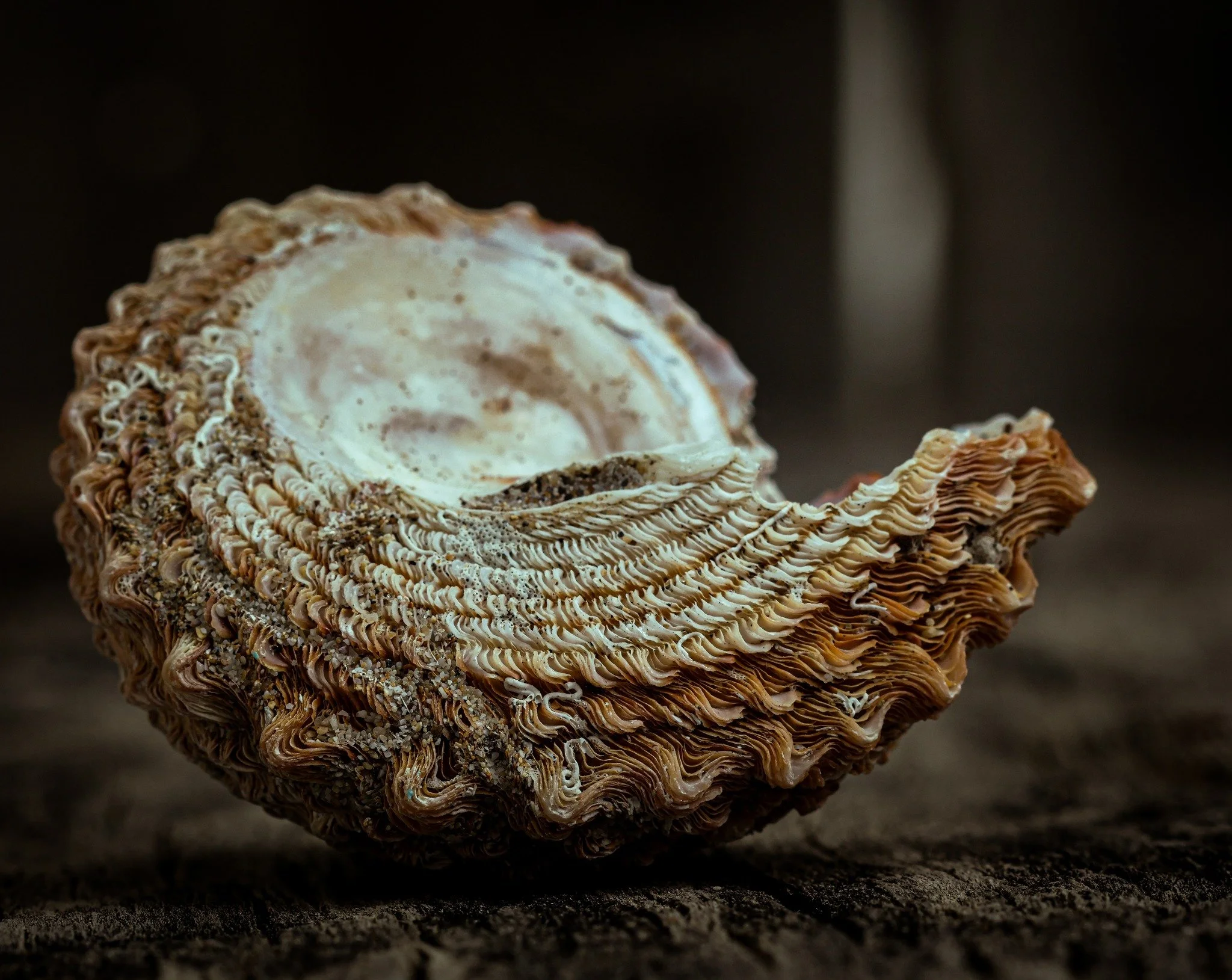 Day 5 of 24 days of kindness.  Once you start to focus on it you see kindness everywhere.  While driving along one of the Auckland motorways, I, as always, am amazed by the dance of the cars.  There seems to be a knowing from the drivers when their f