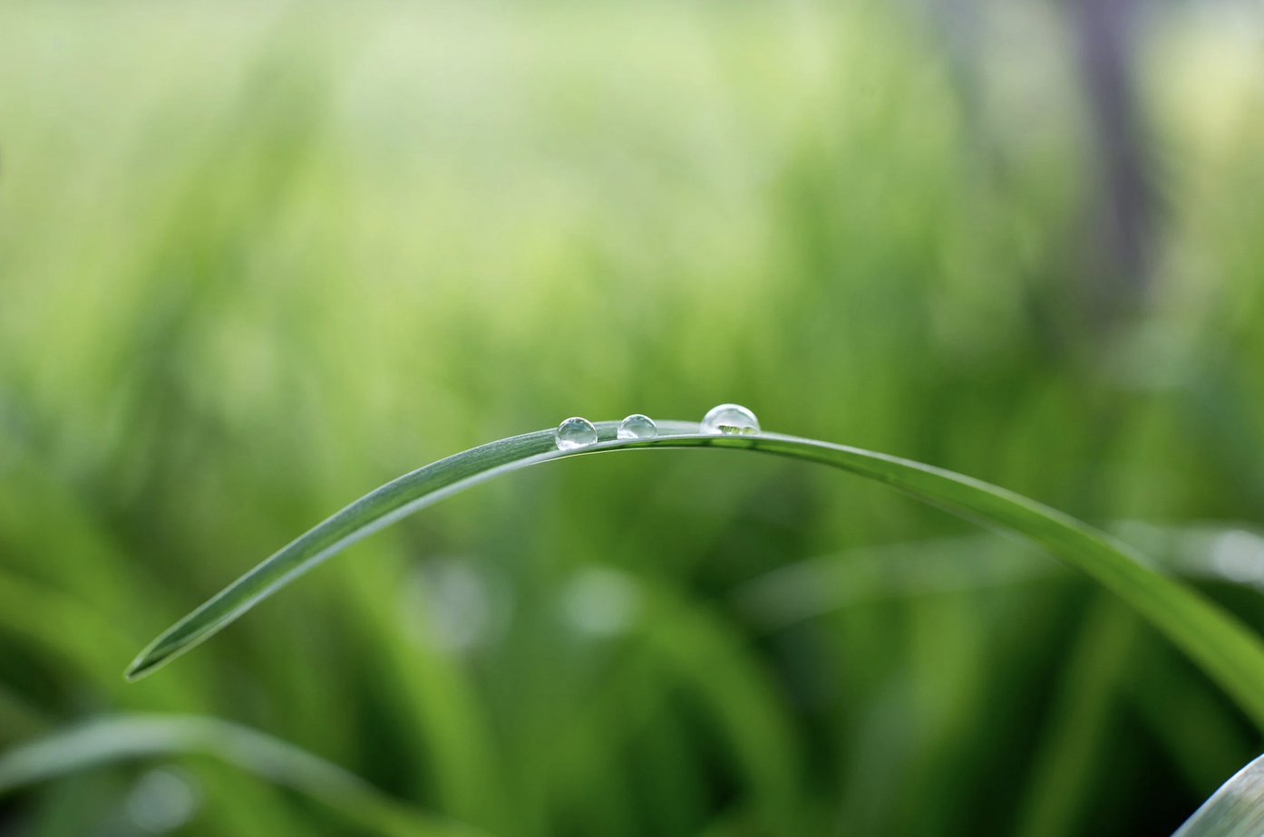 When “Nice” Is Not Enough: Growing Teams Beyond Passive Harmony
