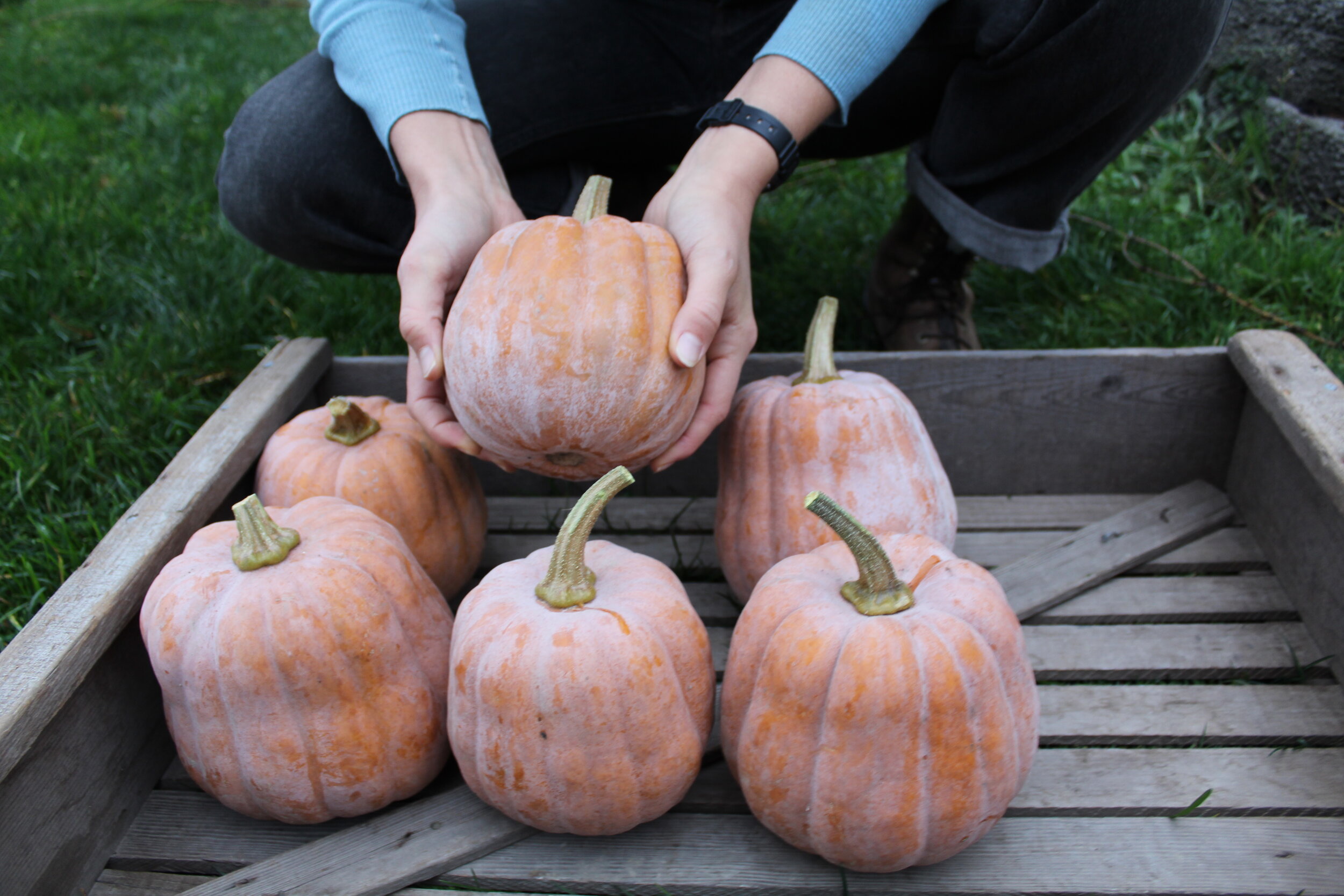 Extending the storage life of your winter squash — Osborne Quality ...