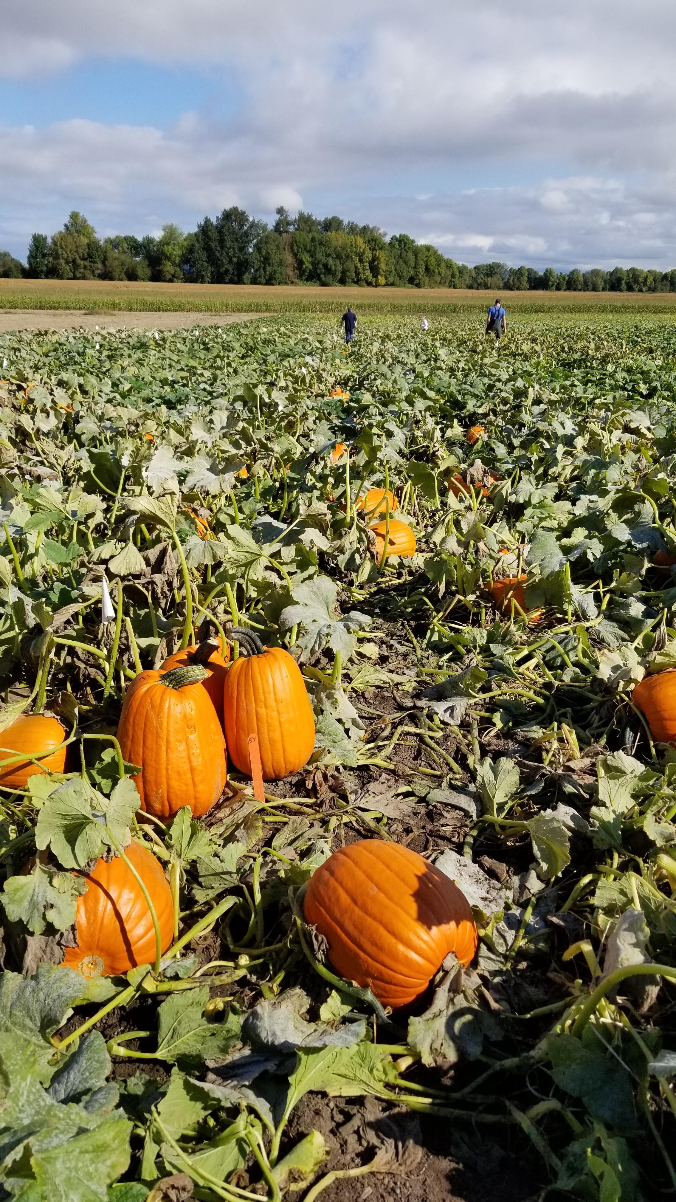 Pumpkin, Field, Trial photo (1).jpg