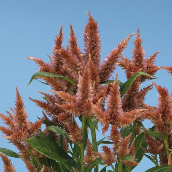 Celosia, Celway Terracotta