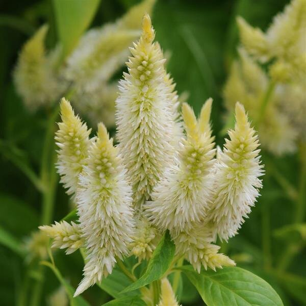 Celosia, Celway White