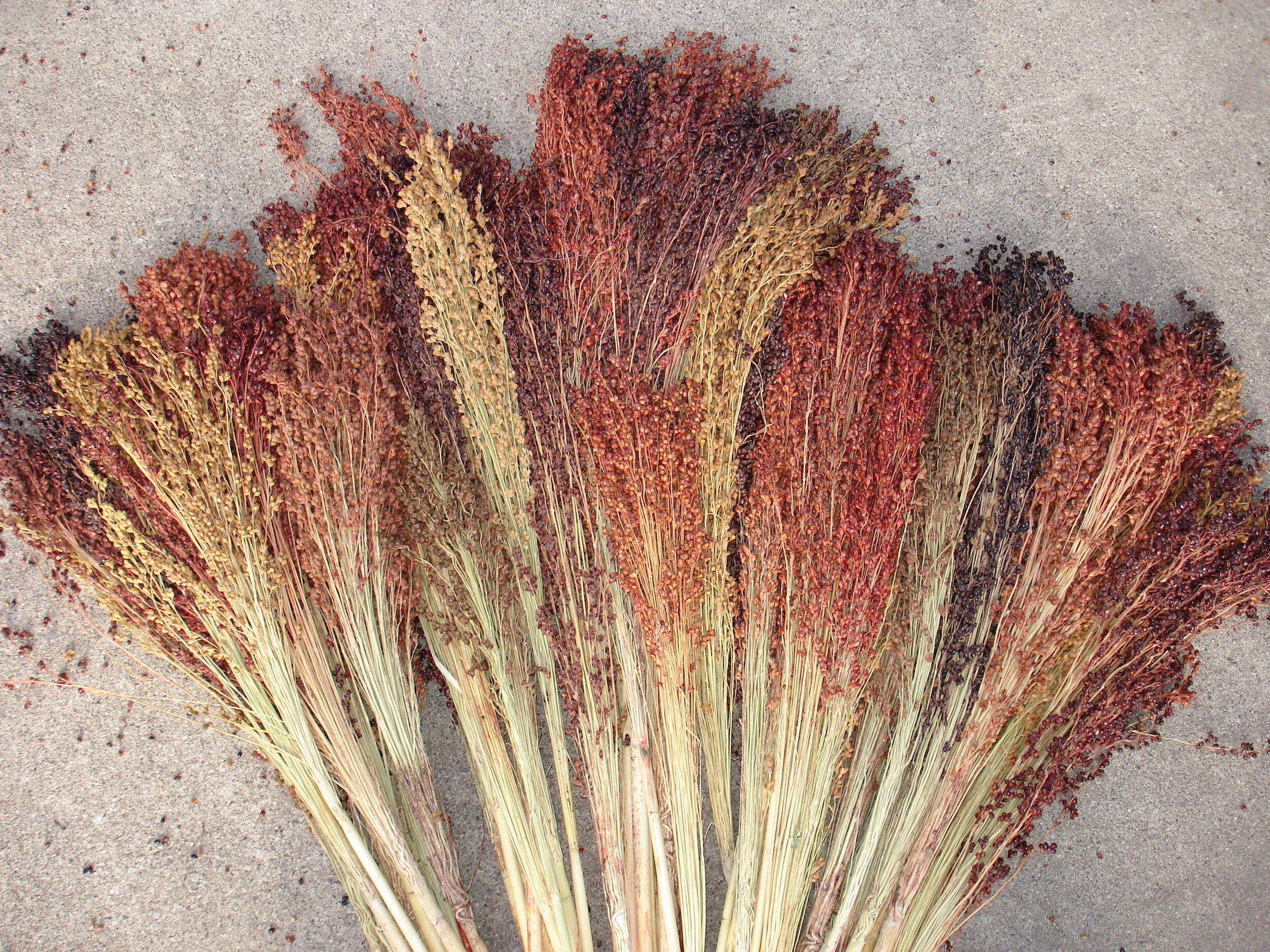 Ornamental Grass, Broom Corn Mix