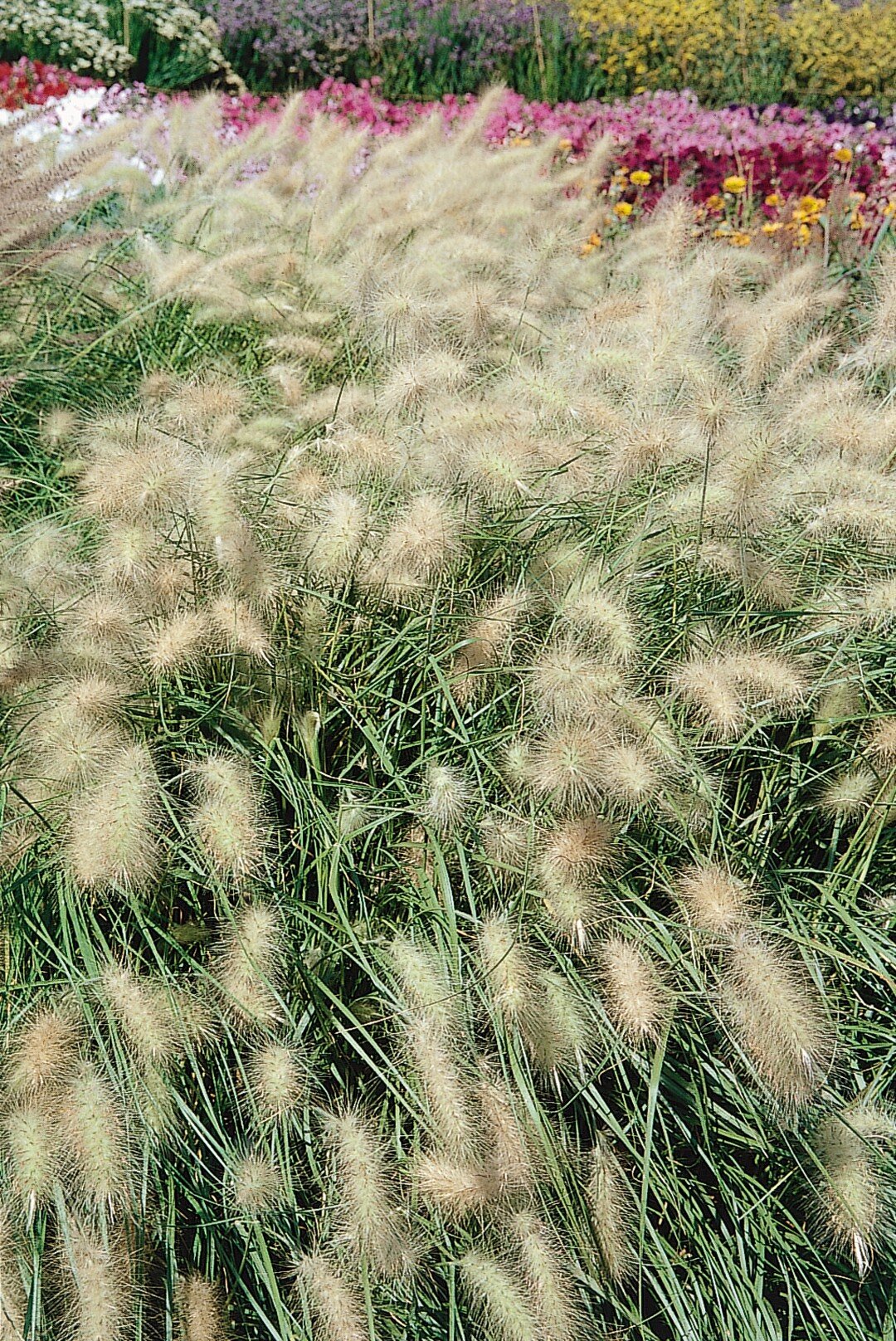 Ornamental Grass, Feathertop