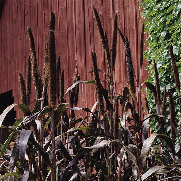 Ornamental Grass, Purple Majesty