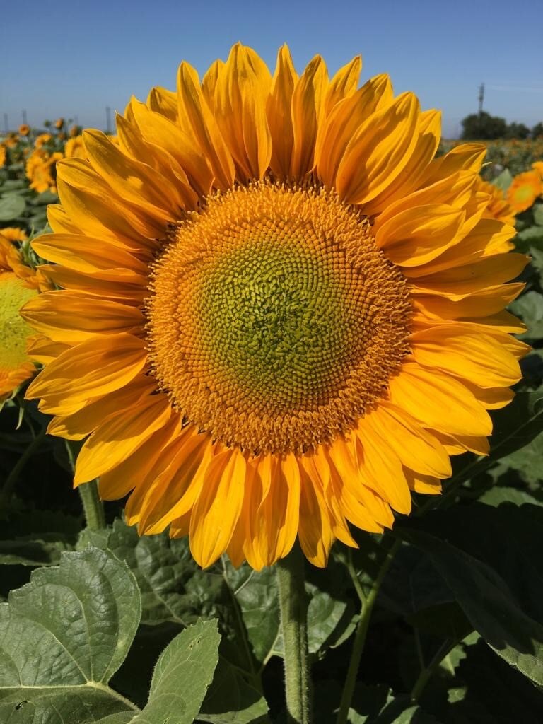 Sunflower, ProCut Gold Lite DMR 1.jpg