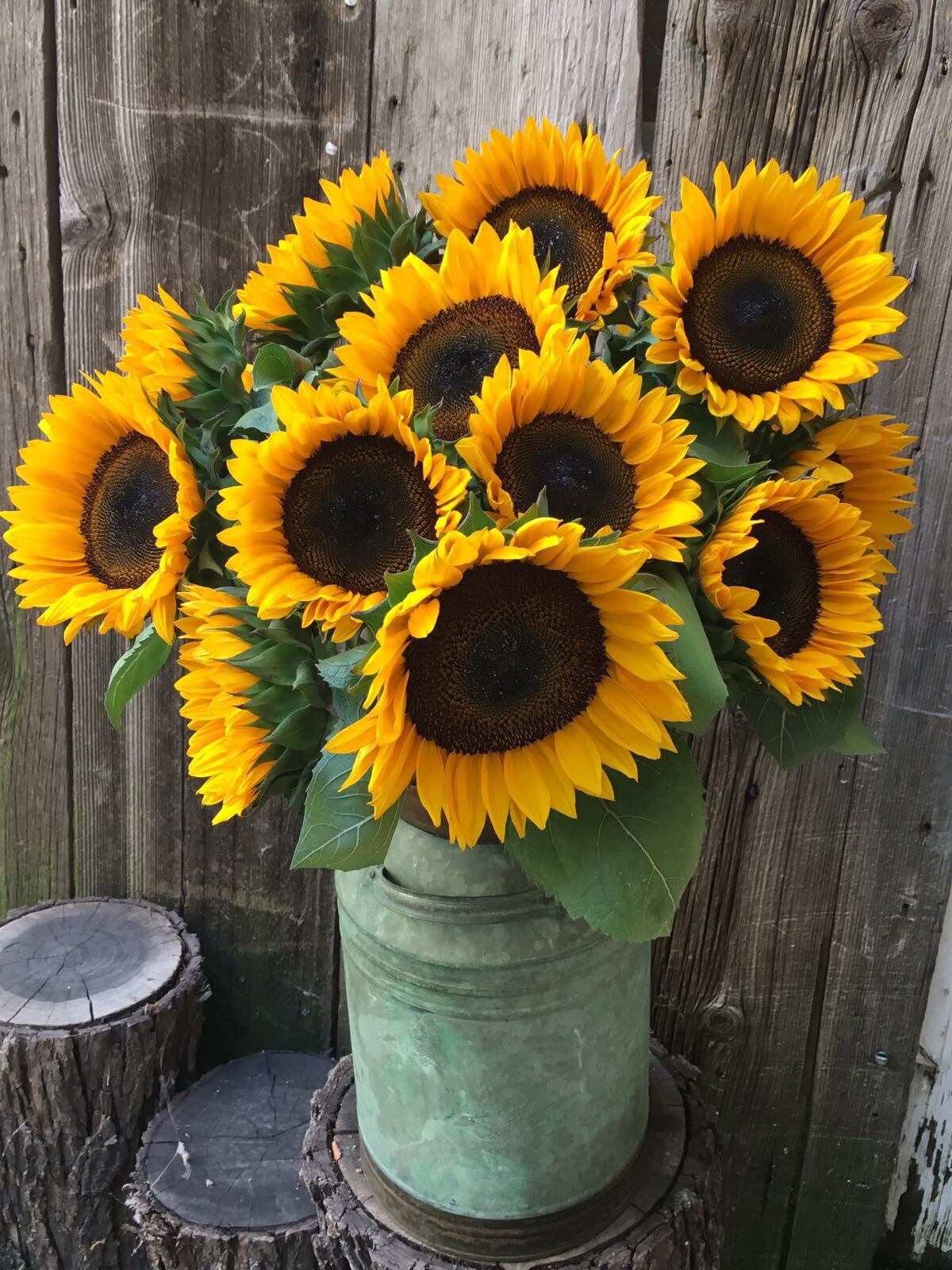 Sunflower, ProCut Horizon