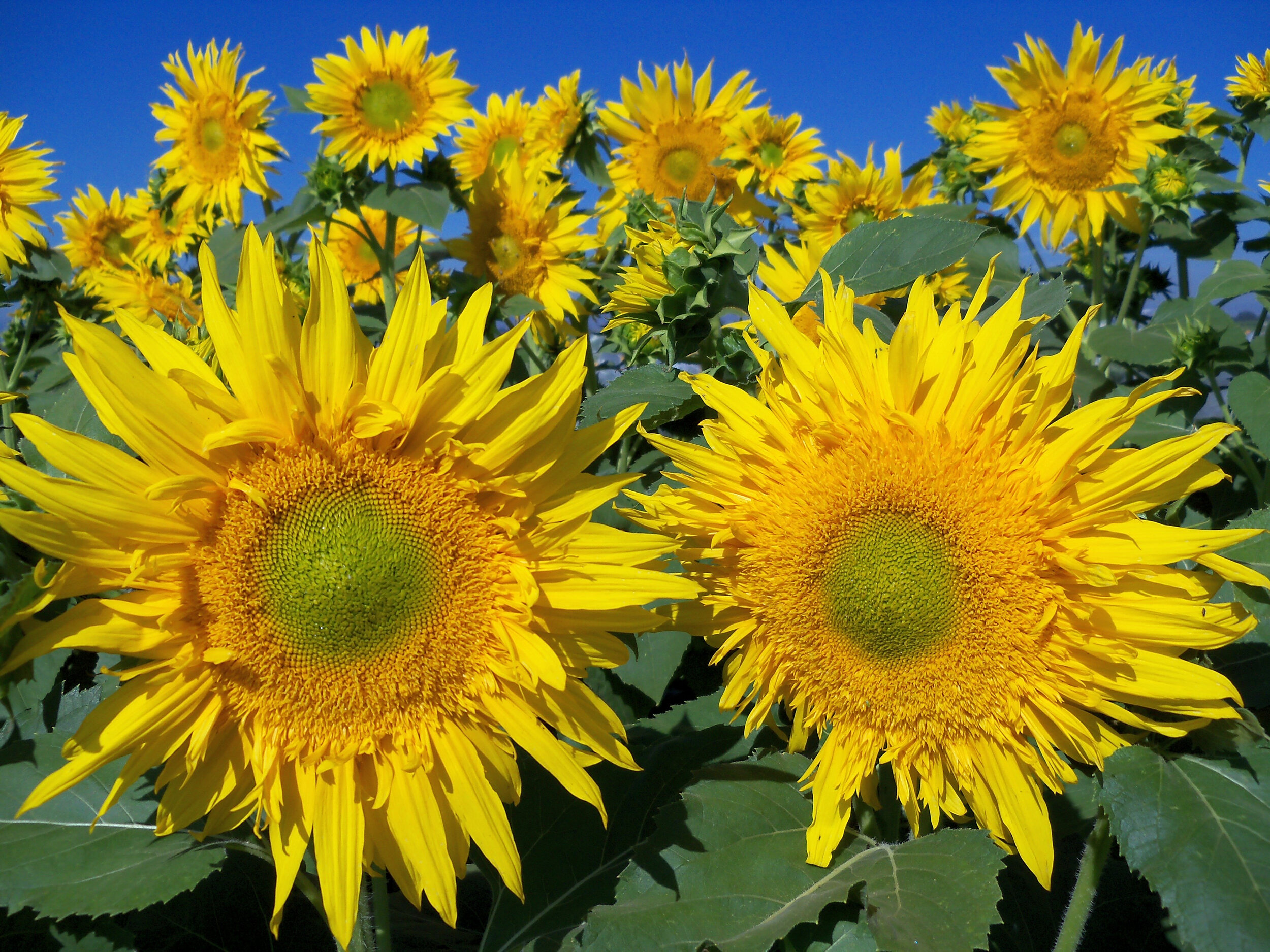 Sunflower, Starburst Greenburst