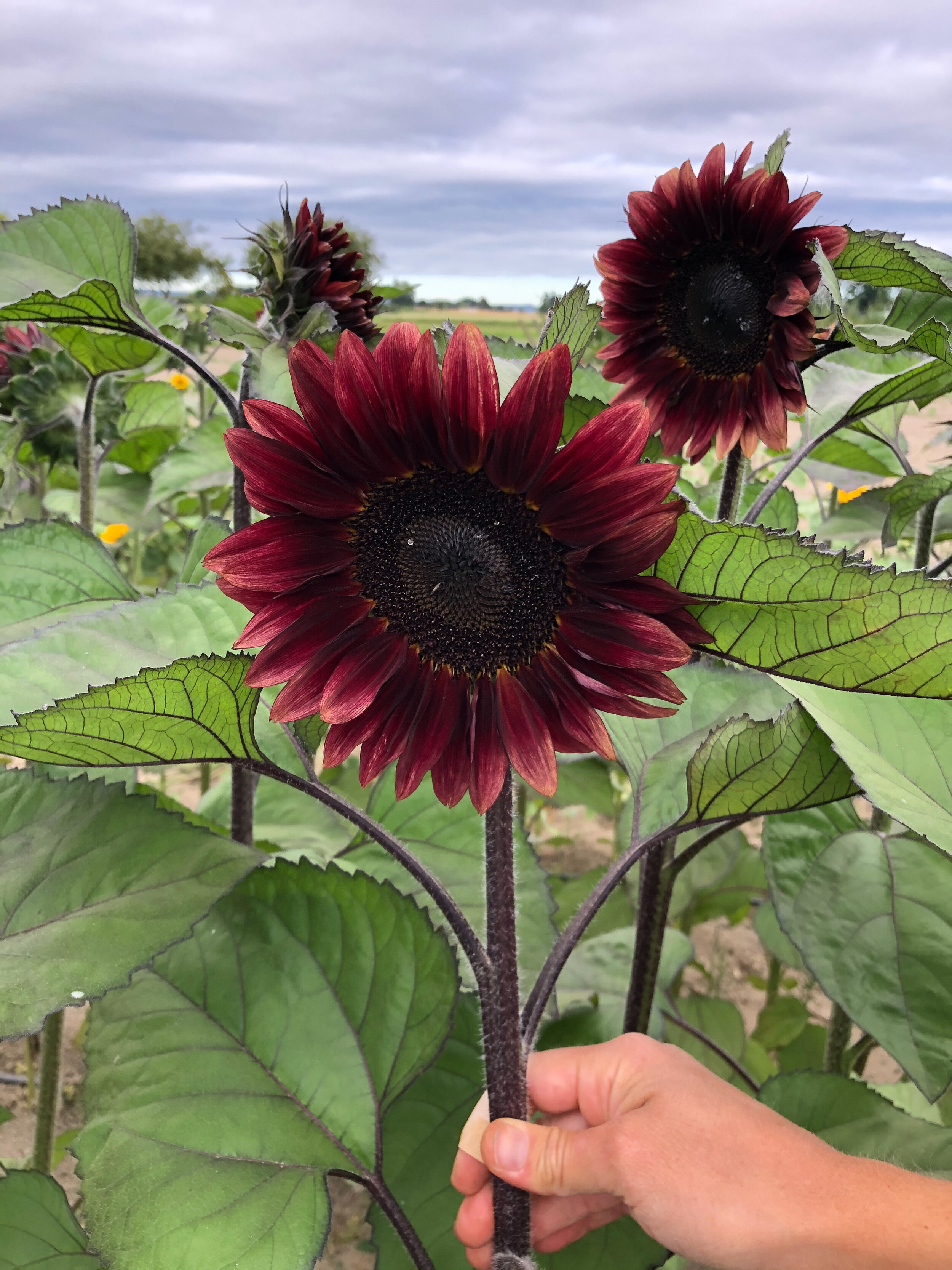 Sunflower, ProCut Red