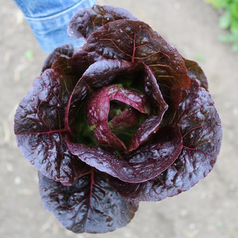 Pomegranate Crunch - Organic Romaine Lettuce Seeds