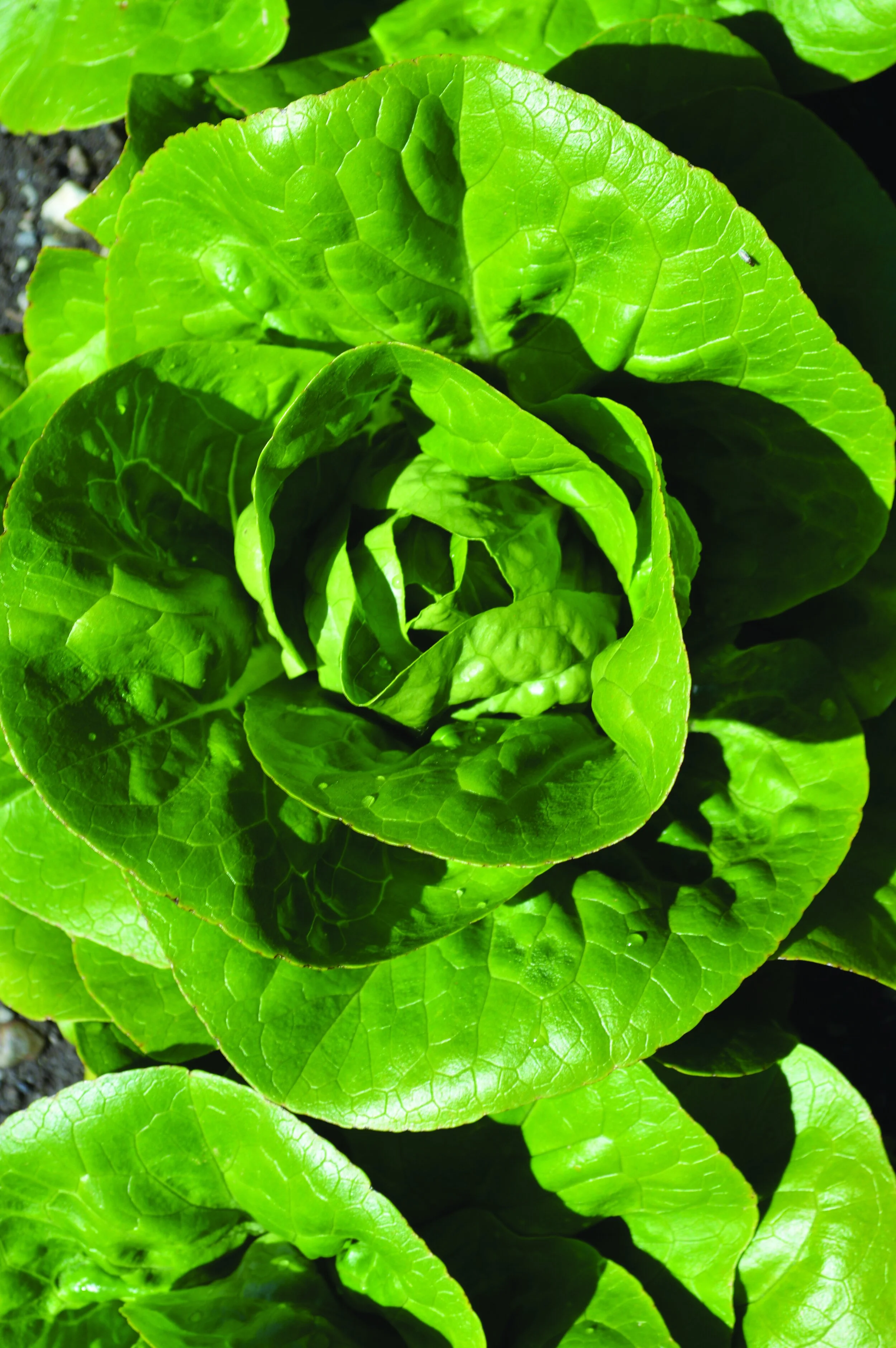 Lettuces For Spring Sowing — Osborne Quality Seeds Blog