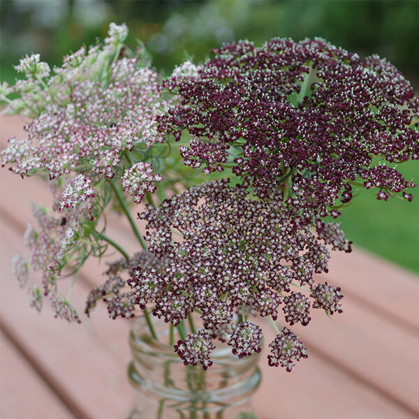 Daucus, Purple Kisses