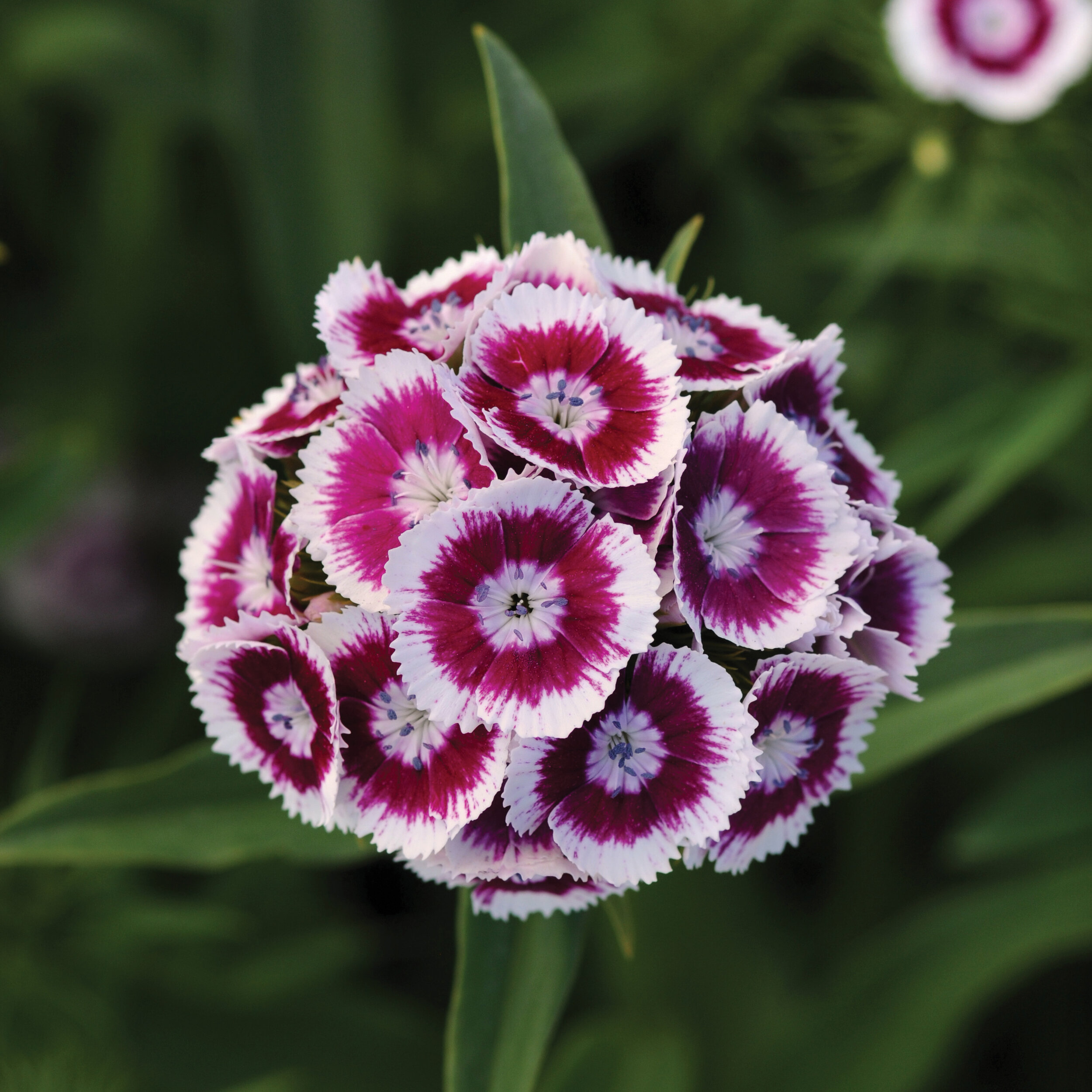 Dianthus, Sweet Purple White Bicolor