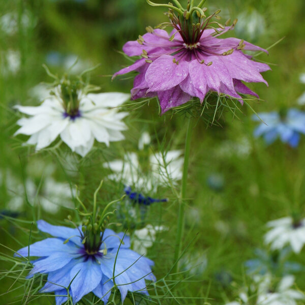 Nigella, Love-in-a-Mist Organic