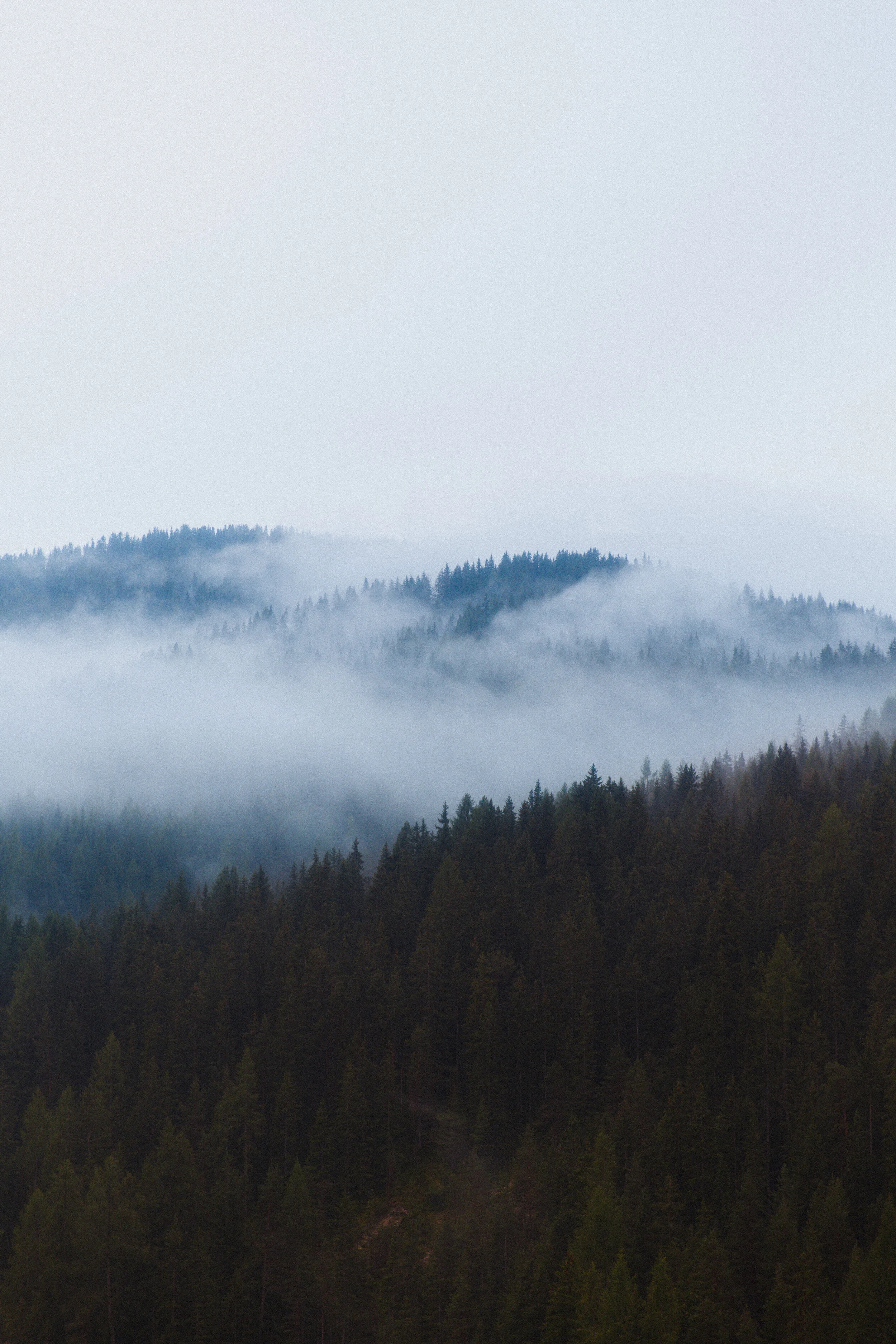 treeline (1 of 1).jpg