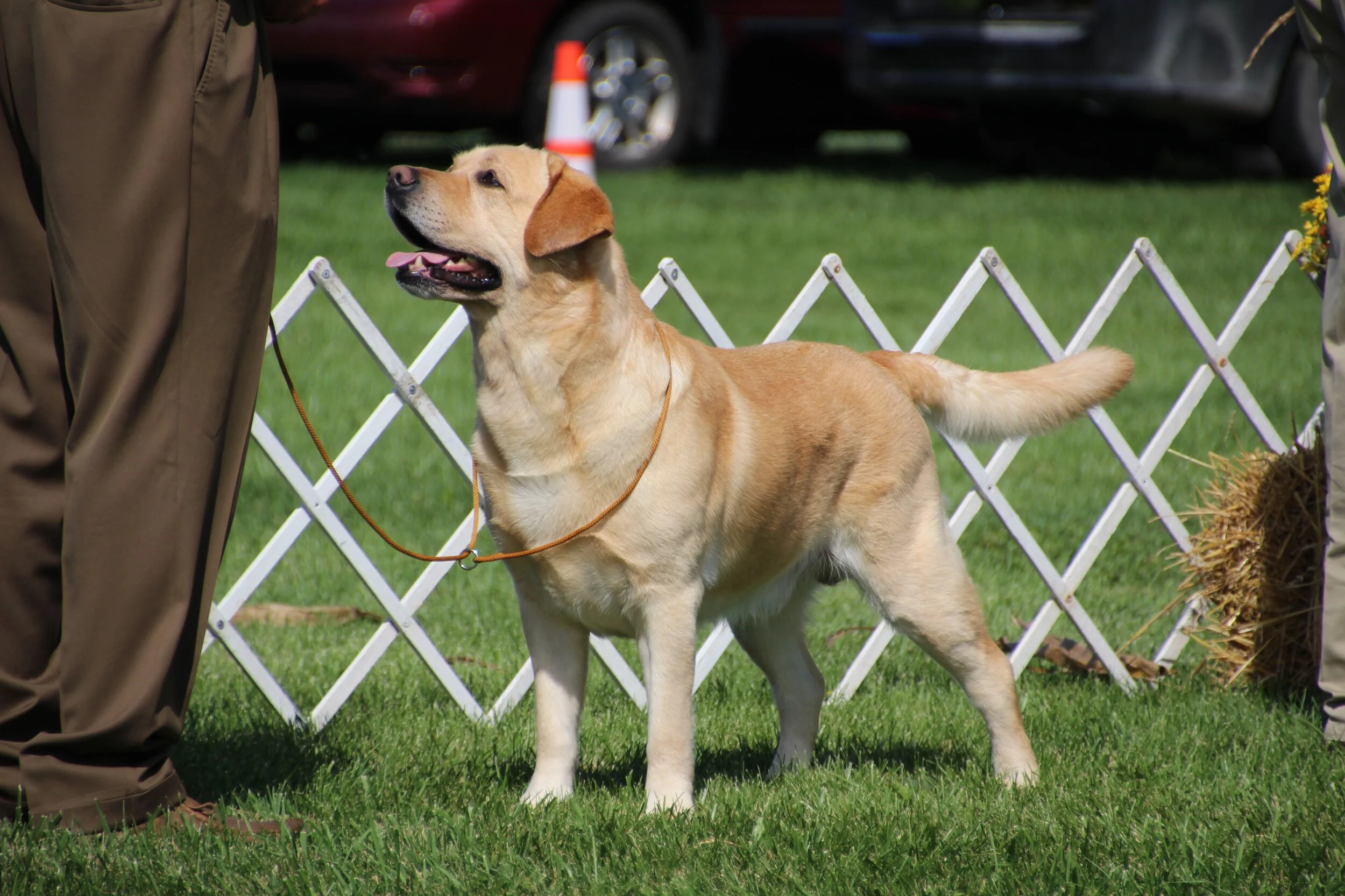 George — Anduin River Labradors