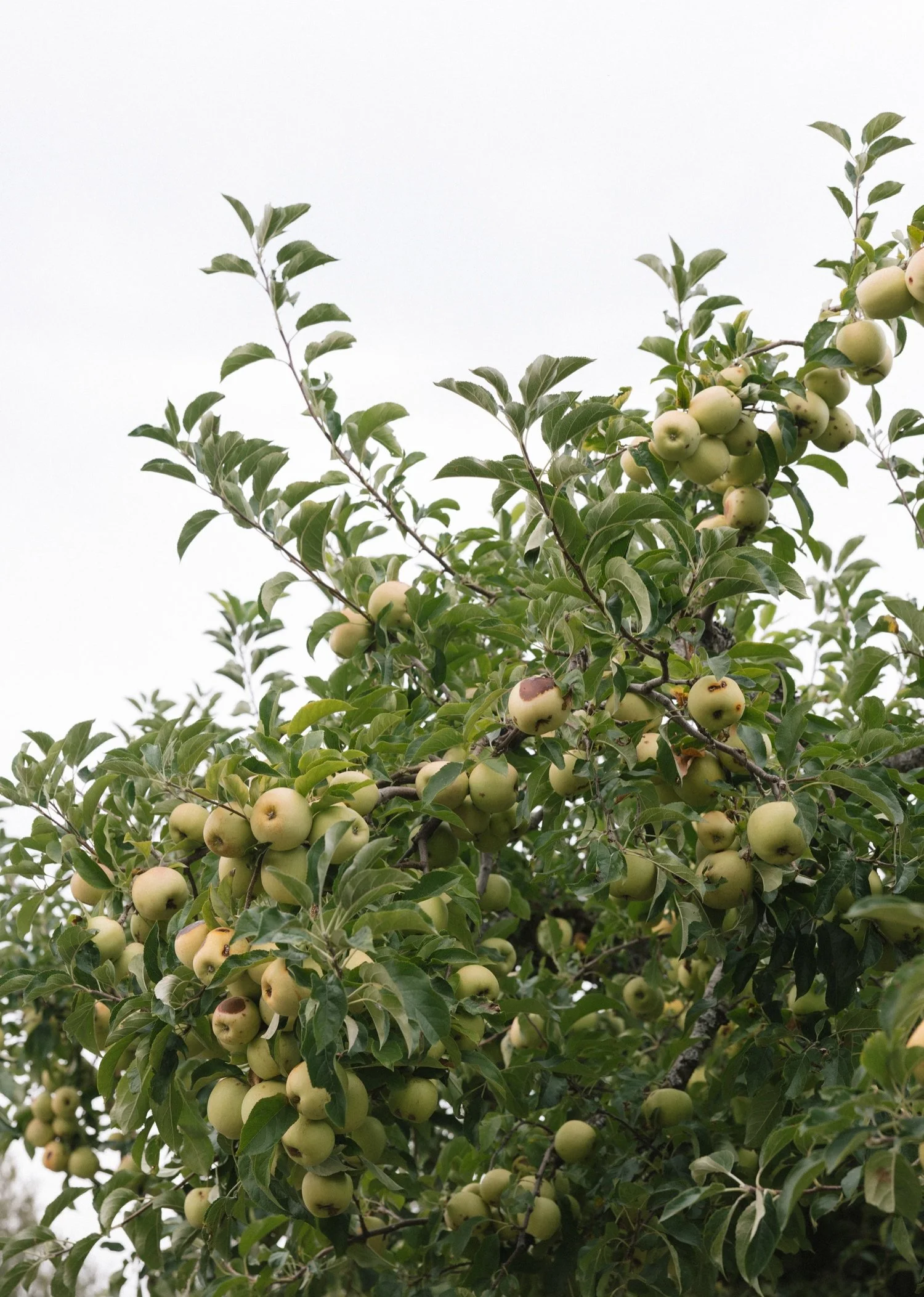 Wind Mountain Ranch Wedding00043.jpg