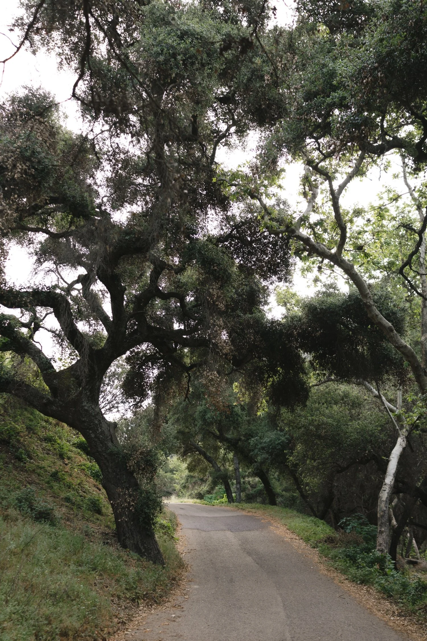Zaca Lake Wedding6.jpg