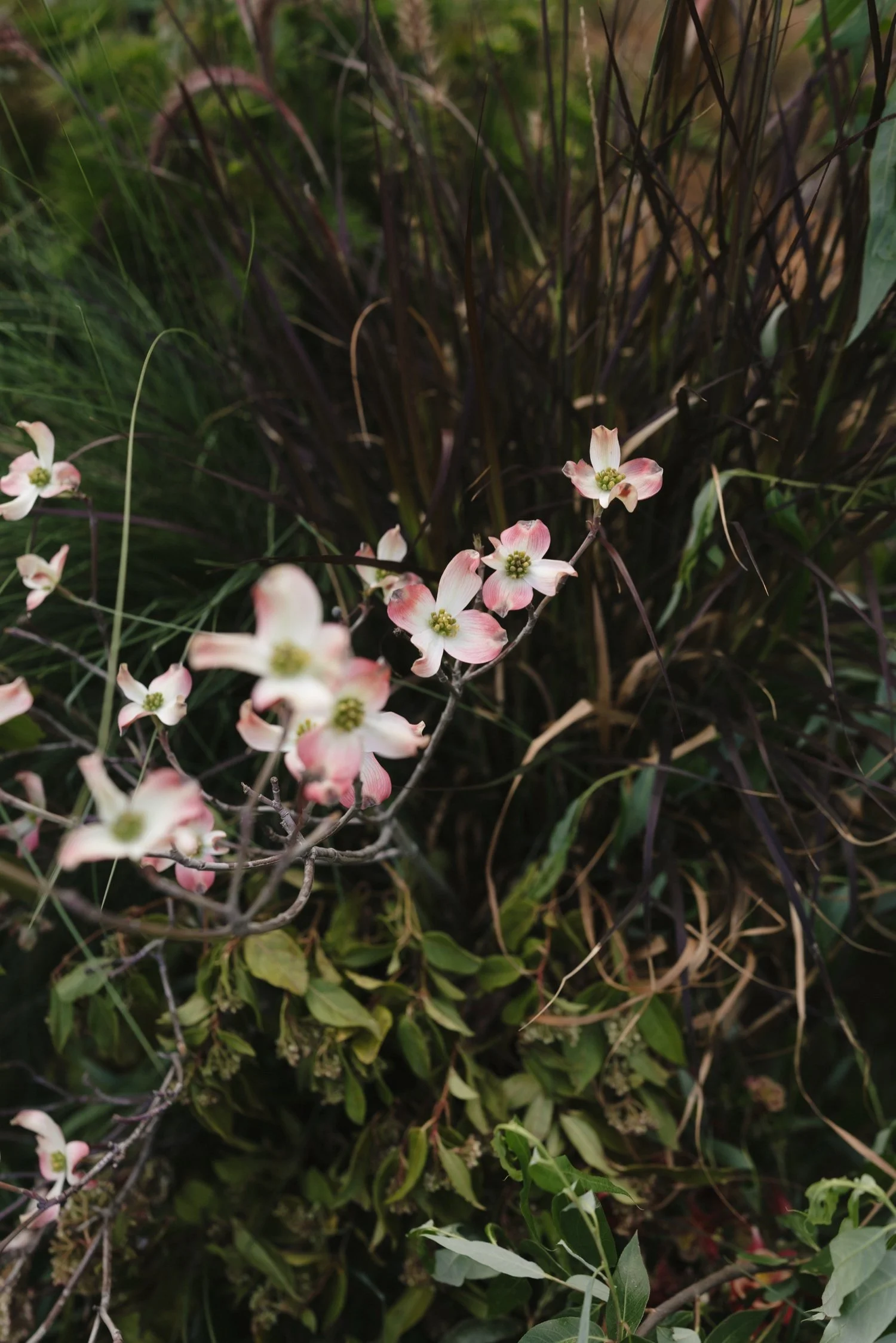 Zaca Lake Wedding111.jpg