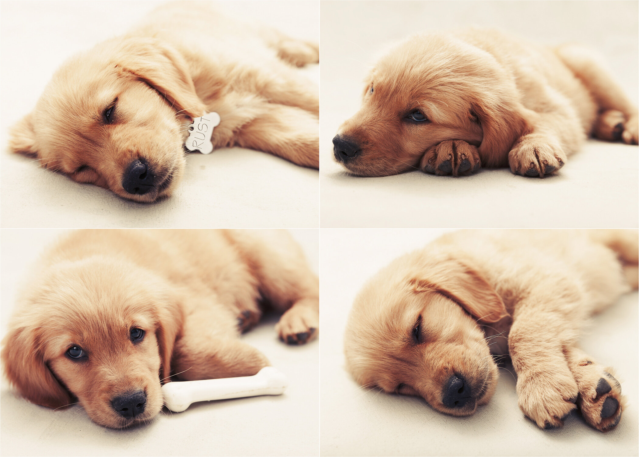 Portrait of cute puppy by Sacramento Photographer Mayumi Acosta.jpg