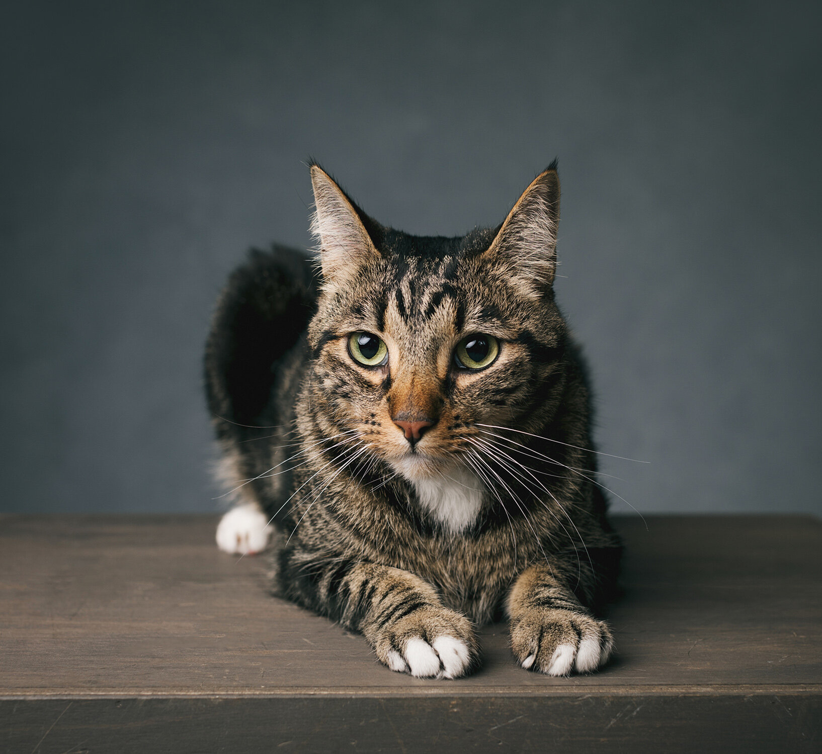 Studio Portrait of Cat by Sacramento Pet Photographer Mayumi Acosta.jpg