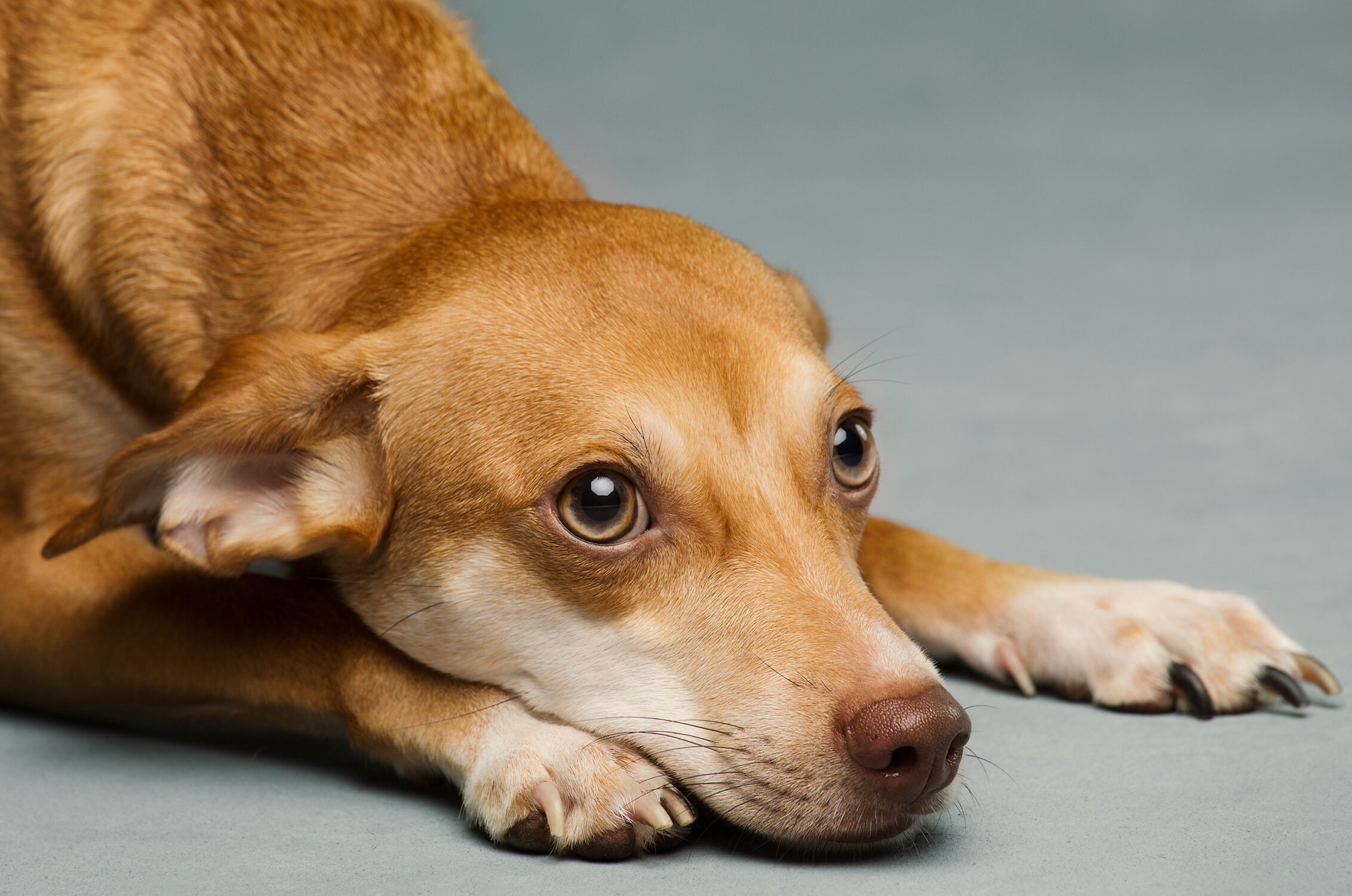 Studio portrait of adorable dog by Mayumi Acosta Photography.jpg