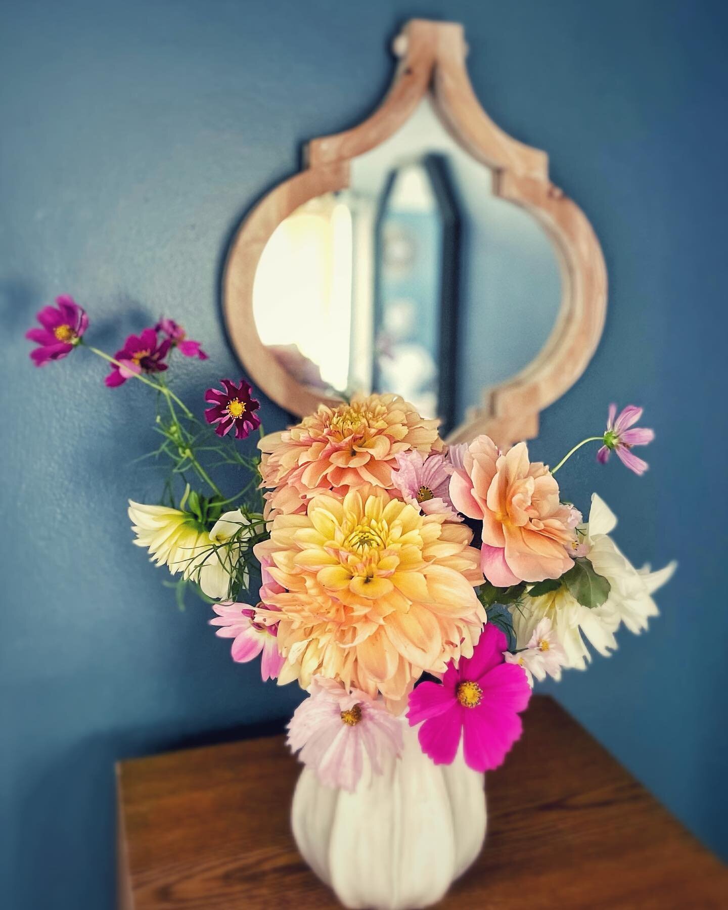 Dahlias, cosmos, and the most gorgeous distant drums rose, all cut from the flower garden on Oliver&rsquo;s first walk down to the meadow a couple weeks back ✂️