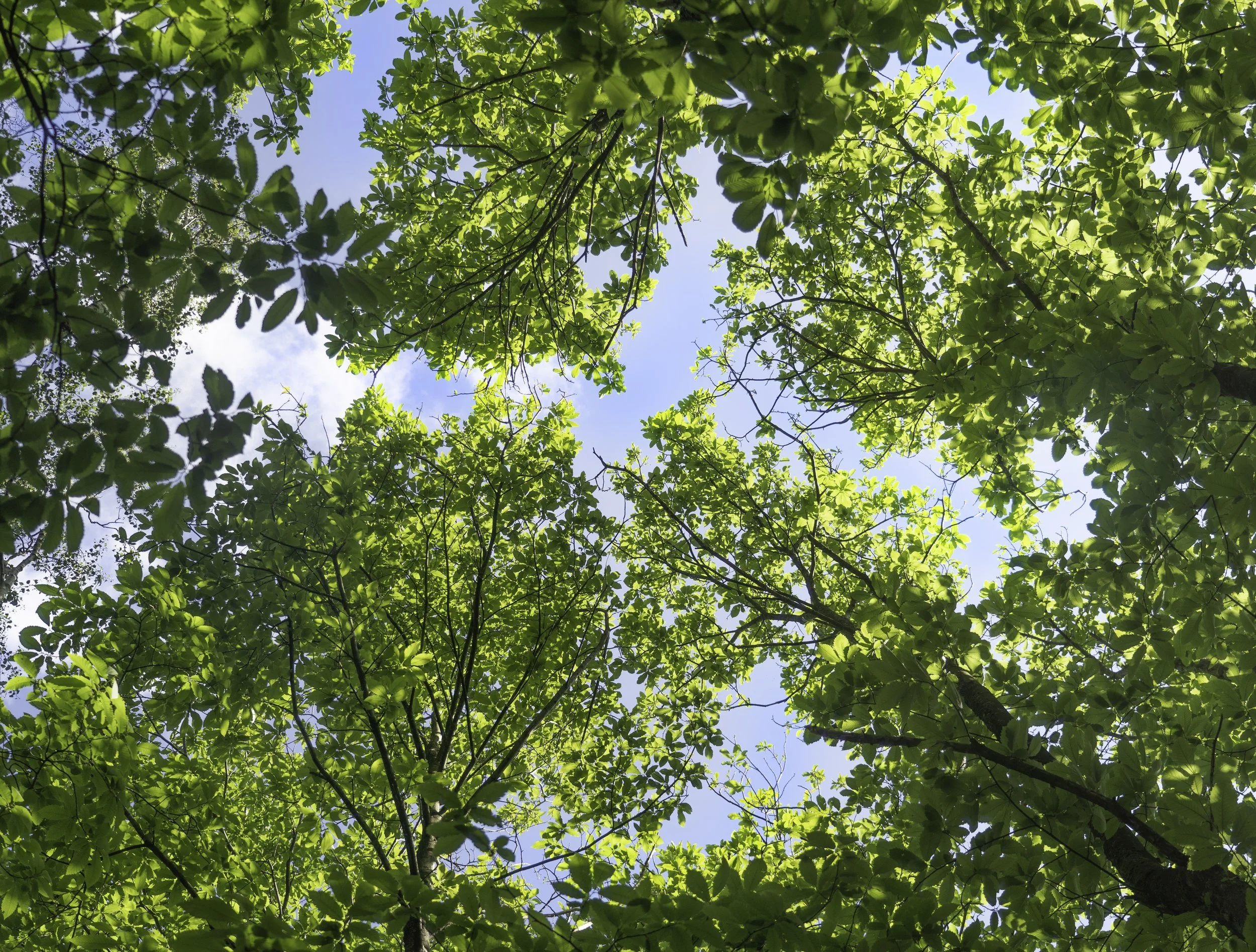 Flimwell-park-trees.jpg