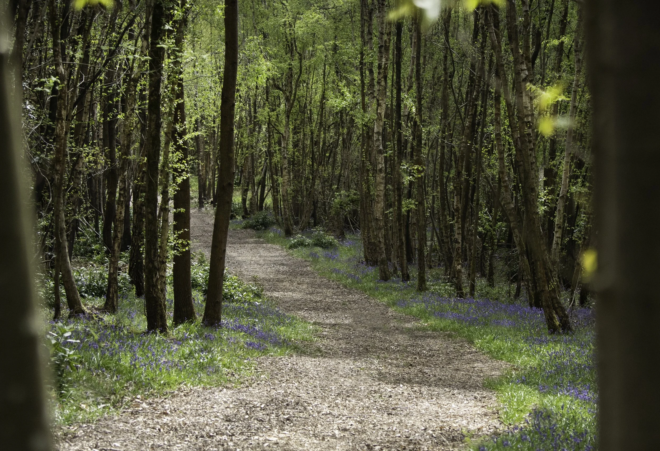 Fimwell-Park-Bluebells.jpg