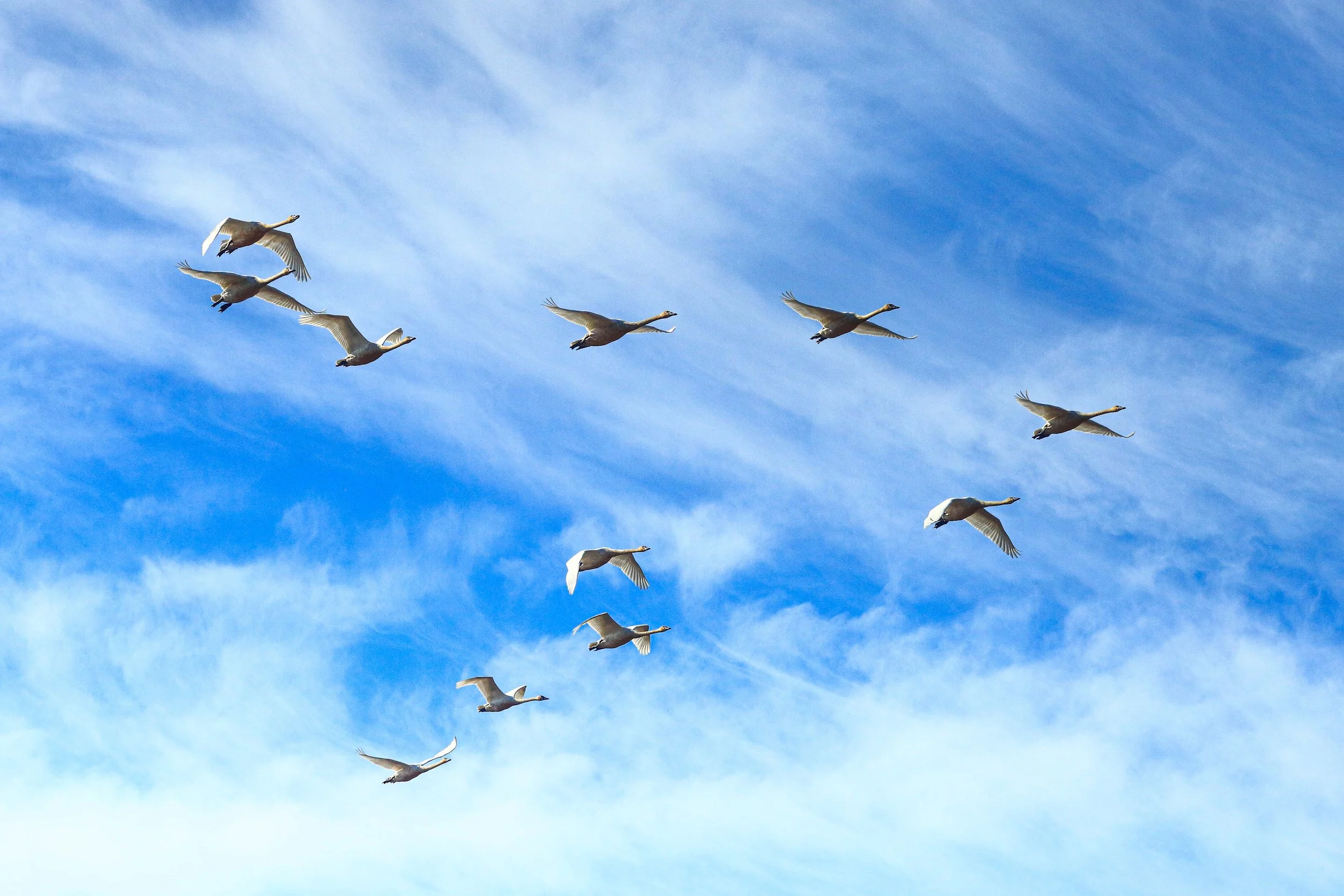 Trumpeter Swans Coming In For A Landing