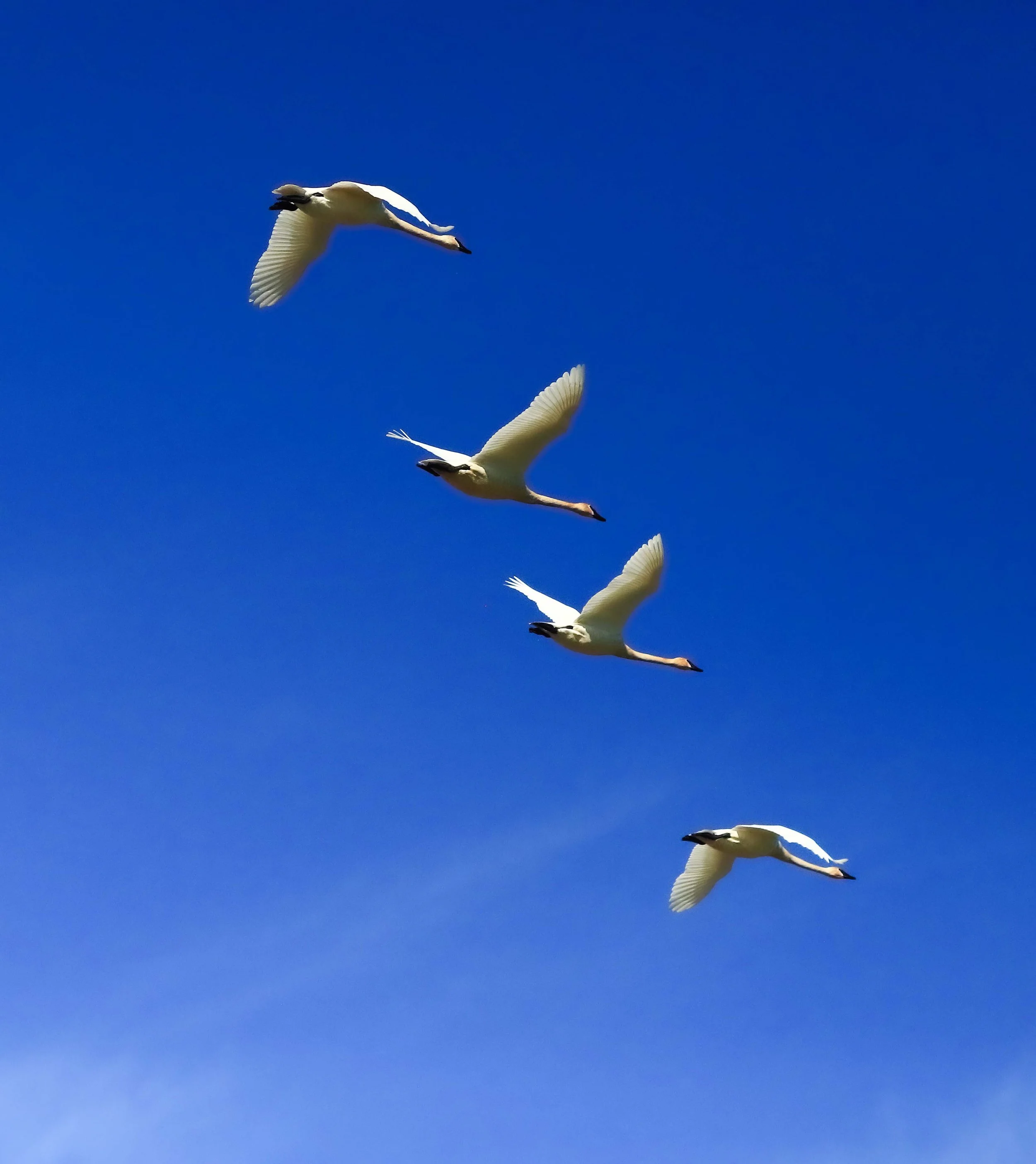 Trumpeter Swans in Formation