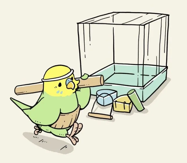 How to care for your new budgie — Ladybird Aviary