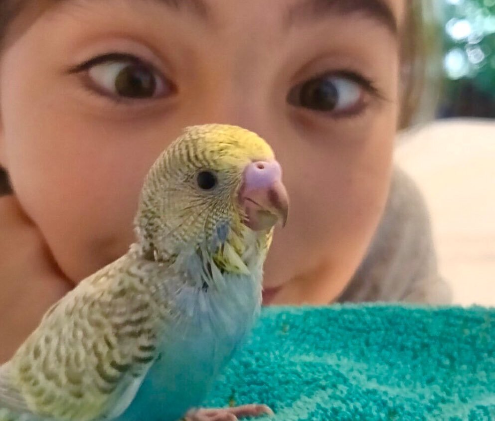 Another adorable picture sent to me by a happy customer!
&bull;
&bull;
&bull;
#budgies #handraisedbudgies #parakeet #cutebirds #budgiebird #budgielovers #parrots #handtamedparrots #featheredfriends #aviary #parakeetsofintagram #smallbusiness #ladybir