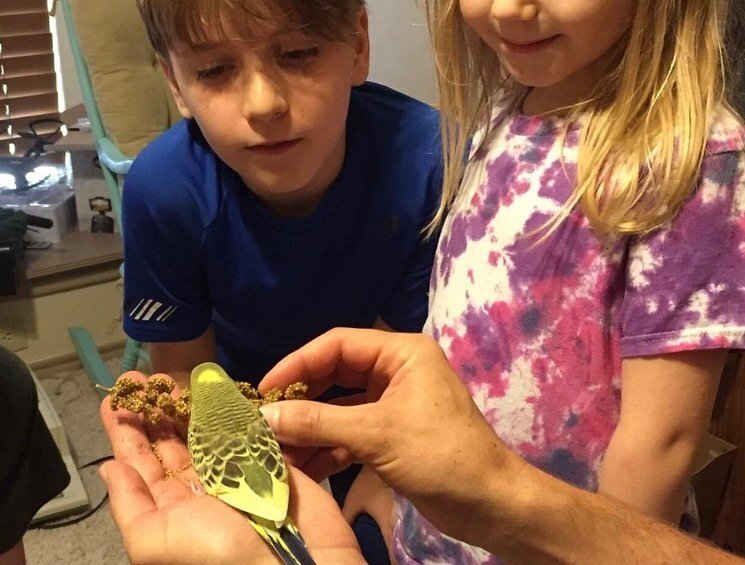 This is a family who bought a budgie from Ladybird Aviary and it warms my heart to see how well he loves his new home! 💕
&bull;
&bull;
&bull;
#budgies #handraisedbudgies #parakeet #cutebirds #budgiebird #budgielovers #parrots #handtamedparrots #feat