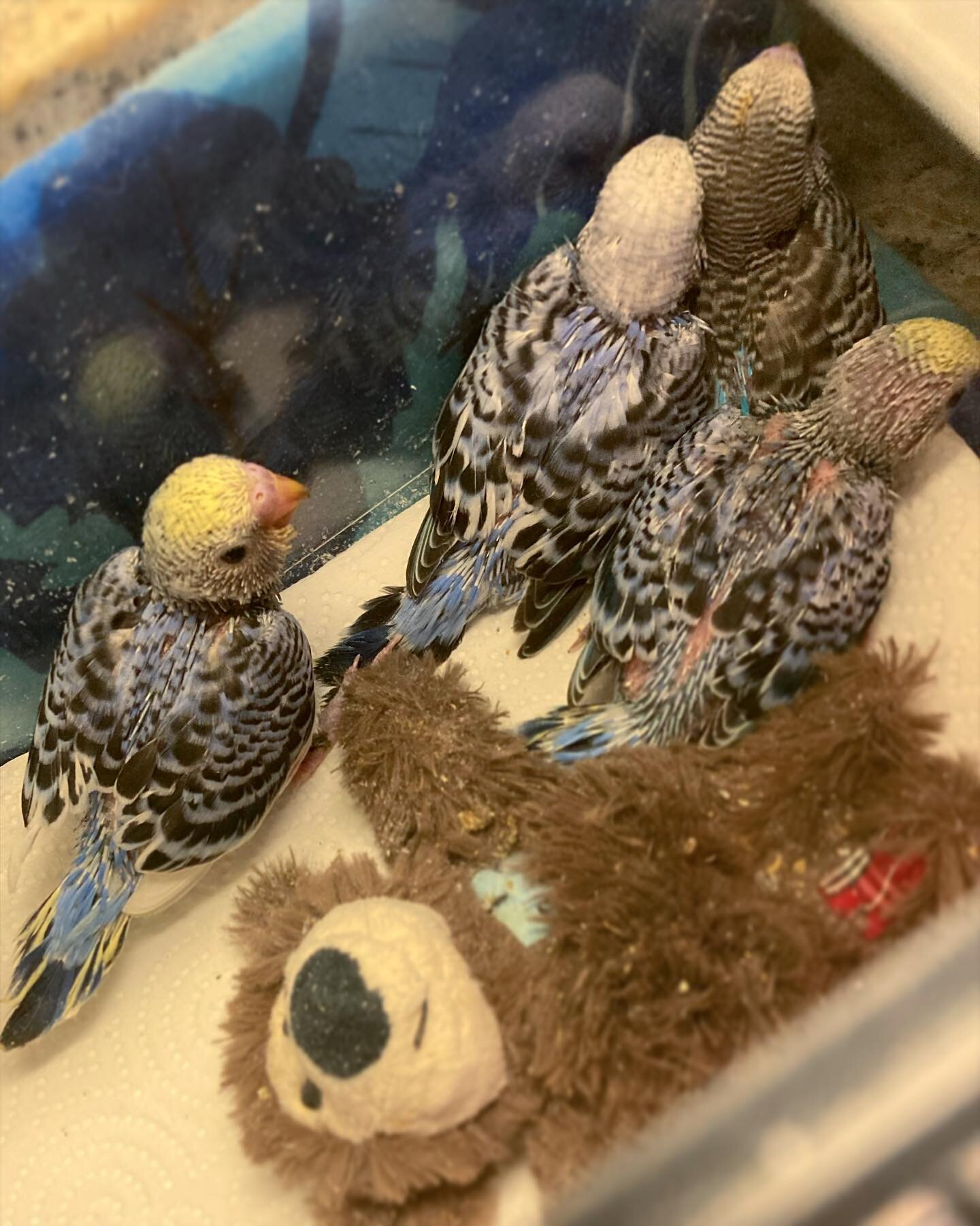 New baby blues💙
&bull;
&bull;
&bull;

#budgies #handraisedbudgies #parakeet #cutebirds #budgiebird #budgielovers #parrots #handtamedparrots #featheredfriends #aviary #parakeetsofintagram #smallbusiness #ladybirdaviary