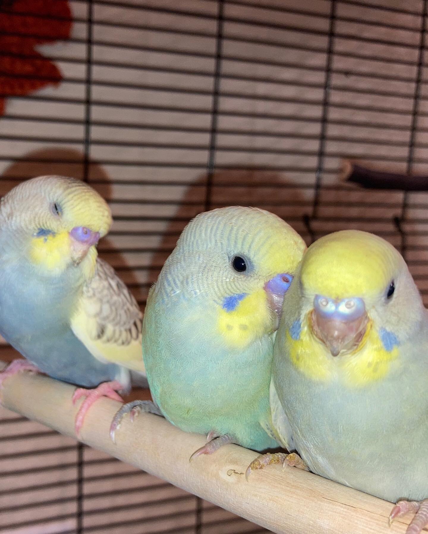 🌈RAINBOWS☁️✨
&bull;
&bull;
&bull;

#budgies #handraisedbudgies #parakeet #cutebirds #budgiebird #budgielovers #parrots #handtamedparrots #featheredfriends #aviary #parakeetsofintagram #smallbusiness #ladybirdaviary #rainbowparakeet #rainbowbudgies