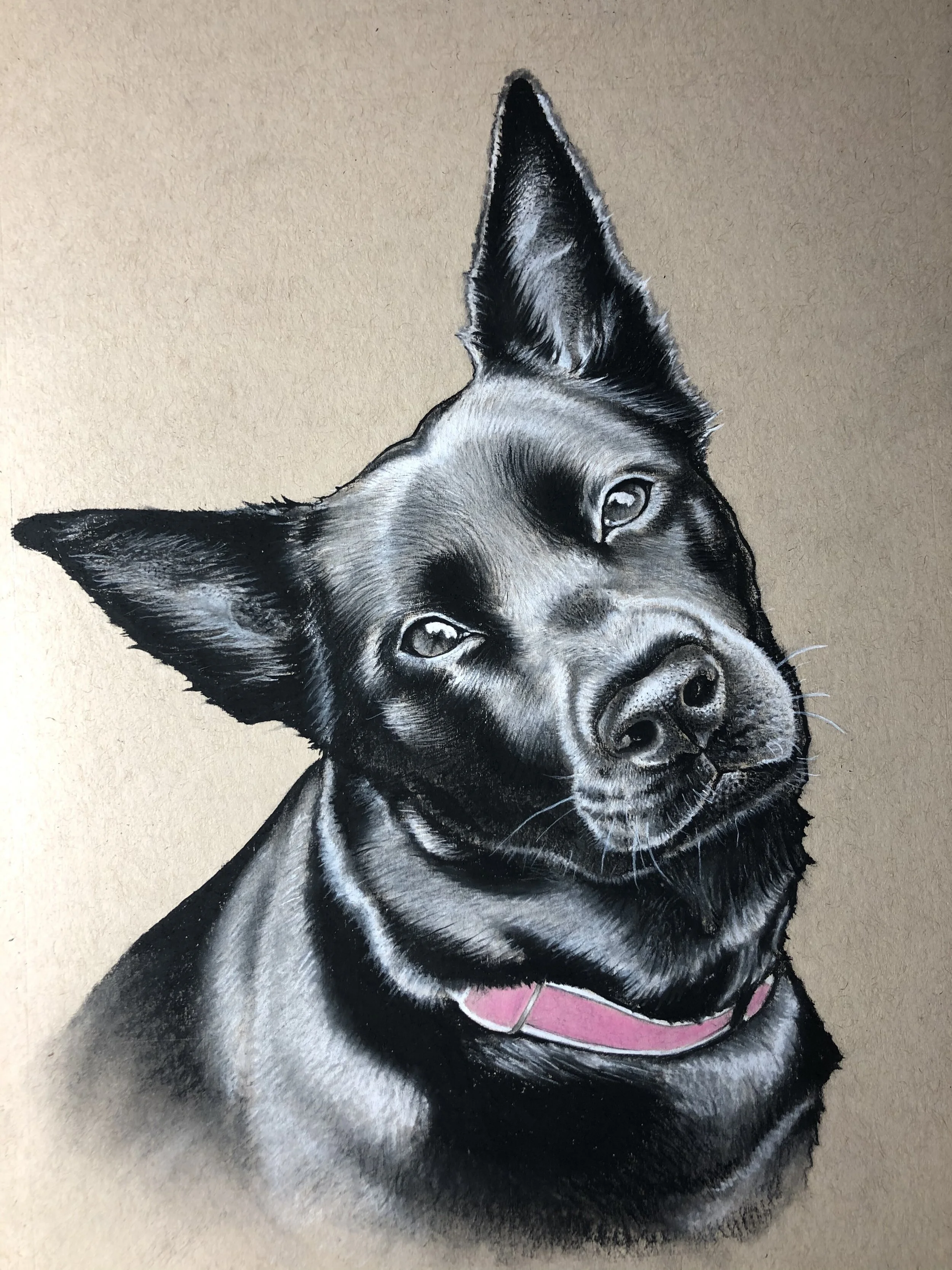 doggy portrait charcoal.jpg