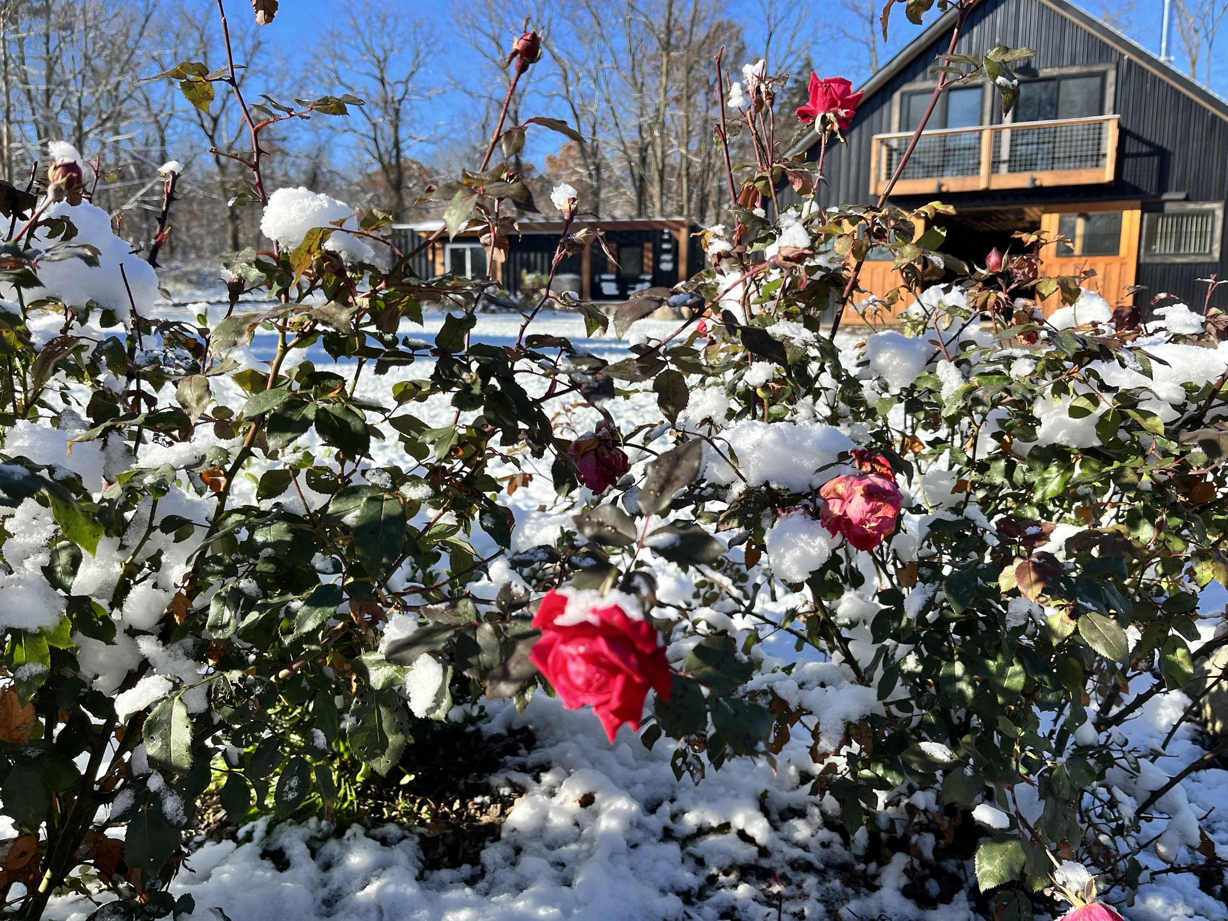 WinterRoses_wide.jpg