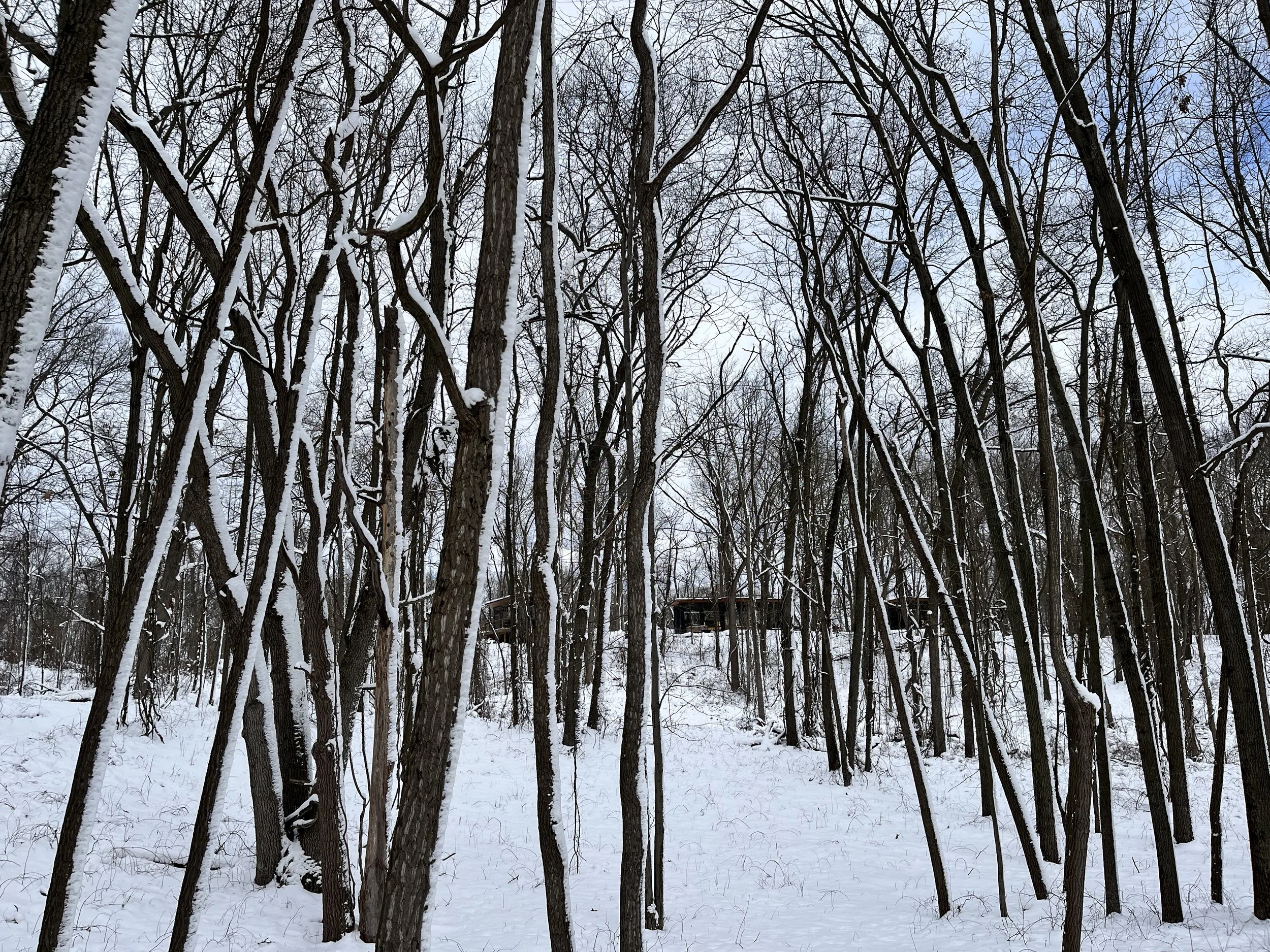 Wintertime_Forest_Snow.jpg